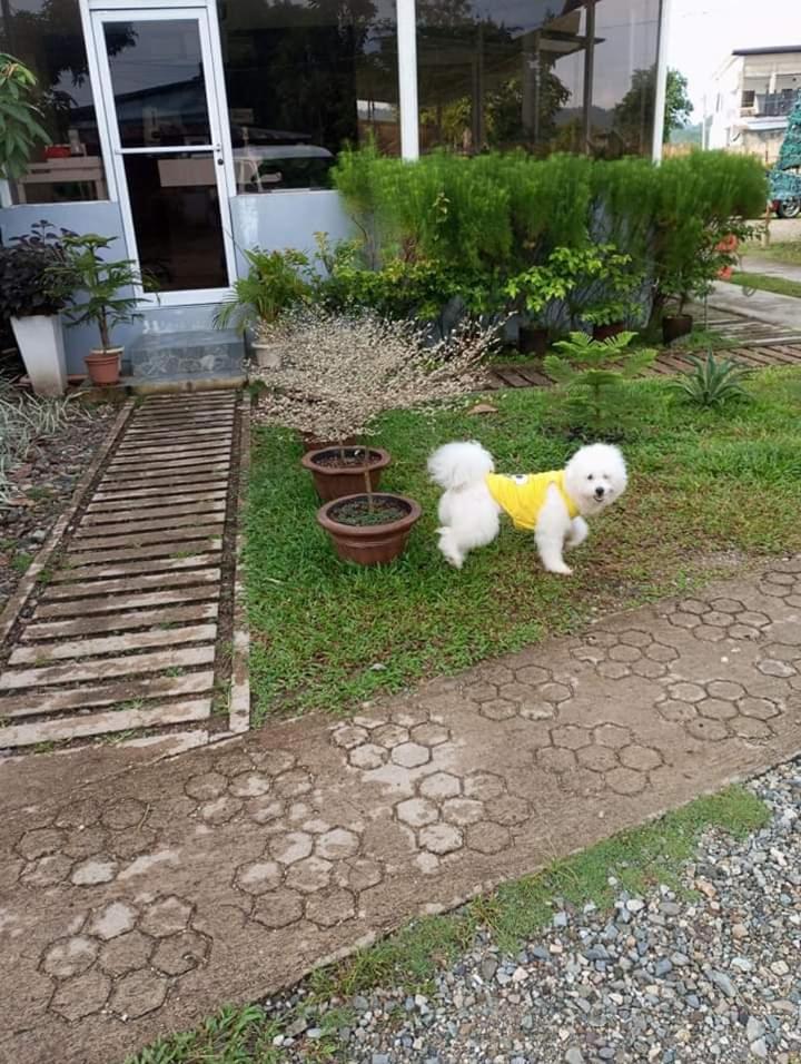 Angel's Bed and Breakfast Sipalay view 5
