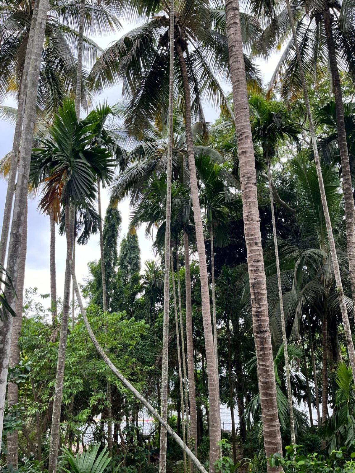 Dandeli River Nest - Dandeli view 3