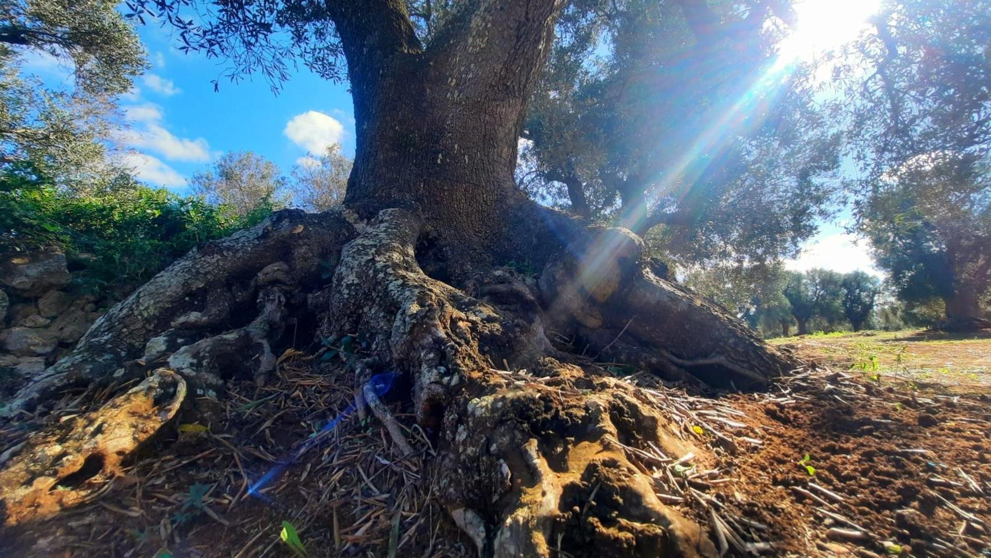 Tenuta La Pomona