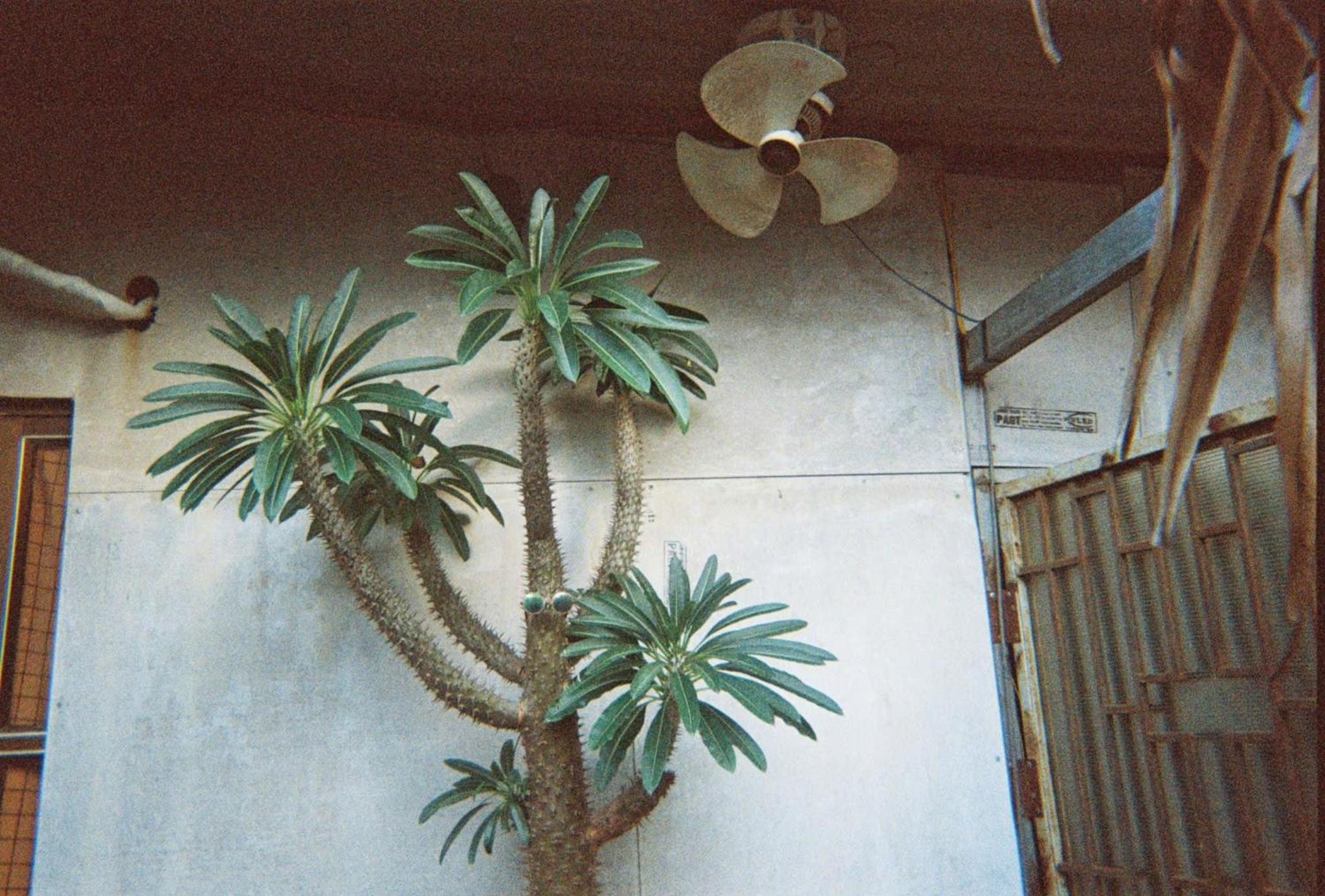 Cactos Chill & Homestay
