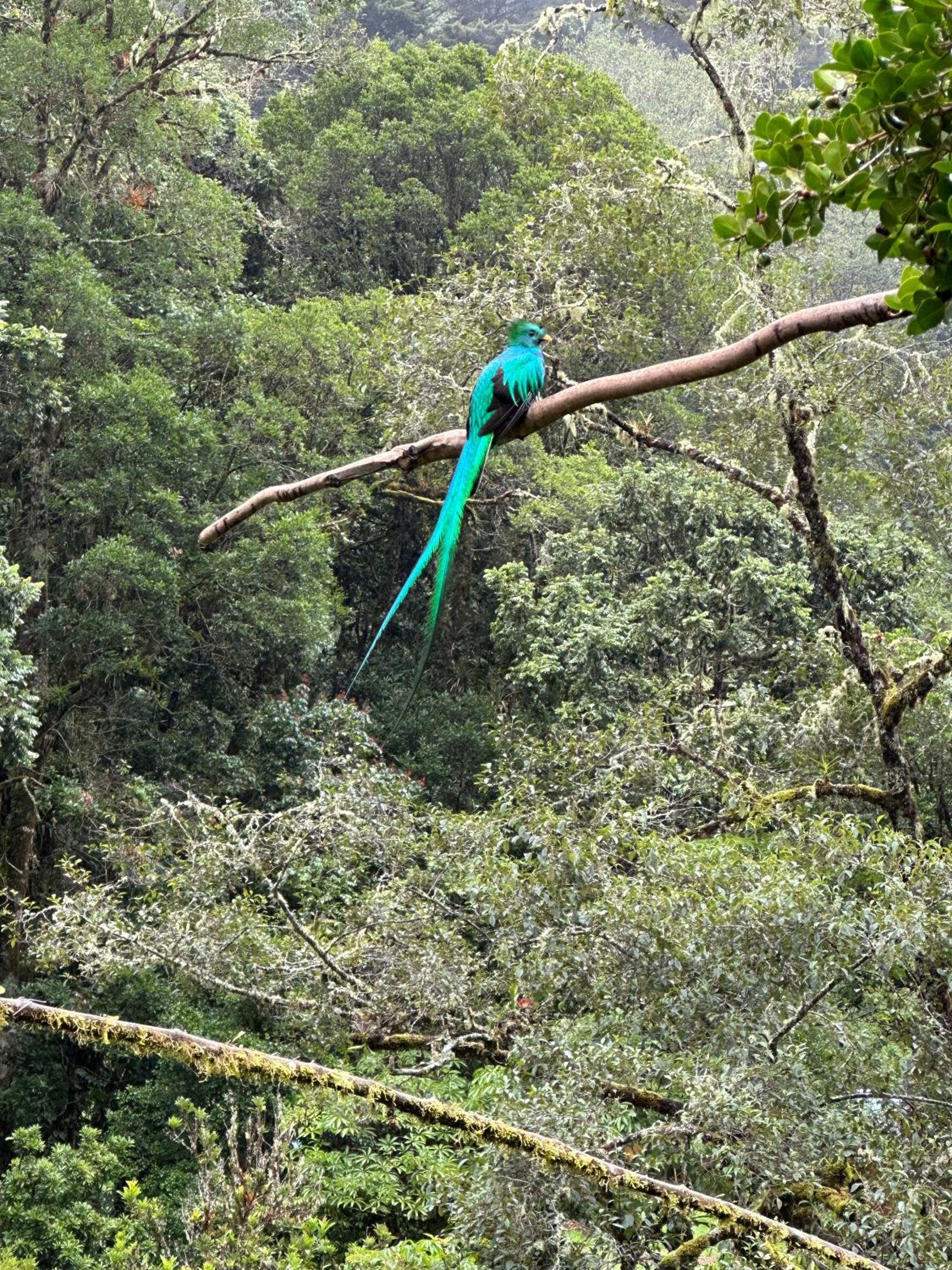 Entre Árboles Lodge