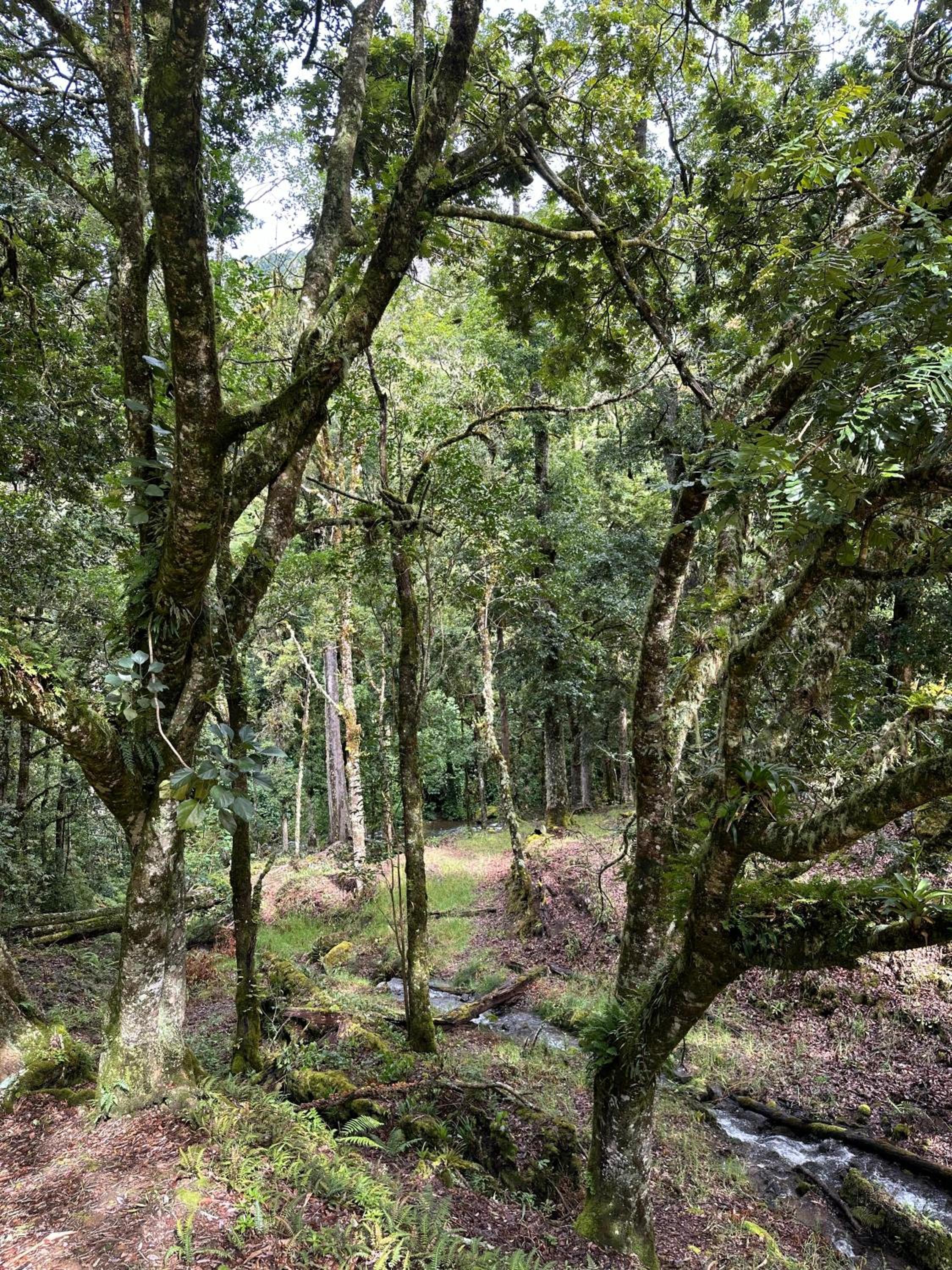 Entre Árboles Lodge