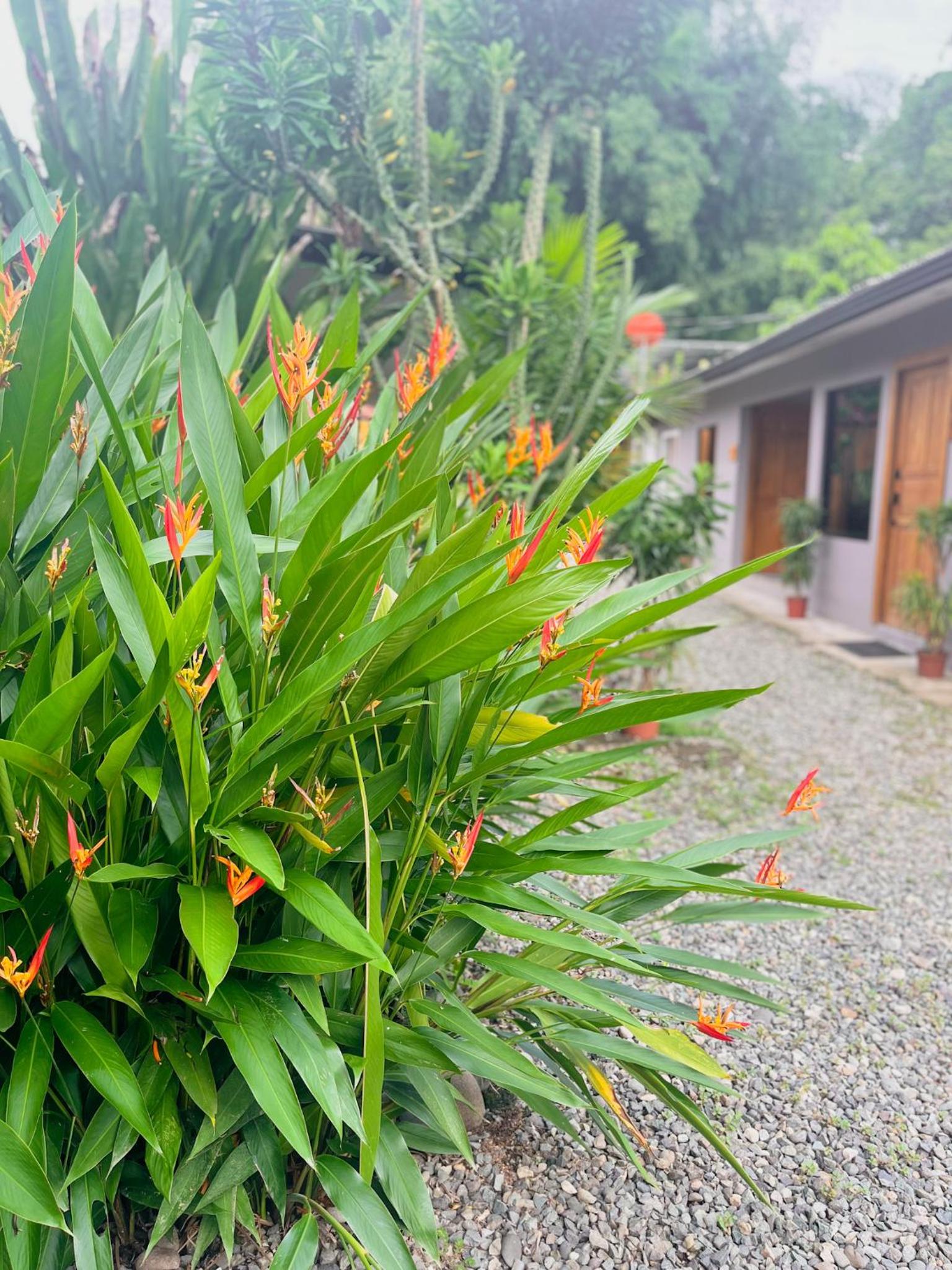 Tropical Apartments