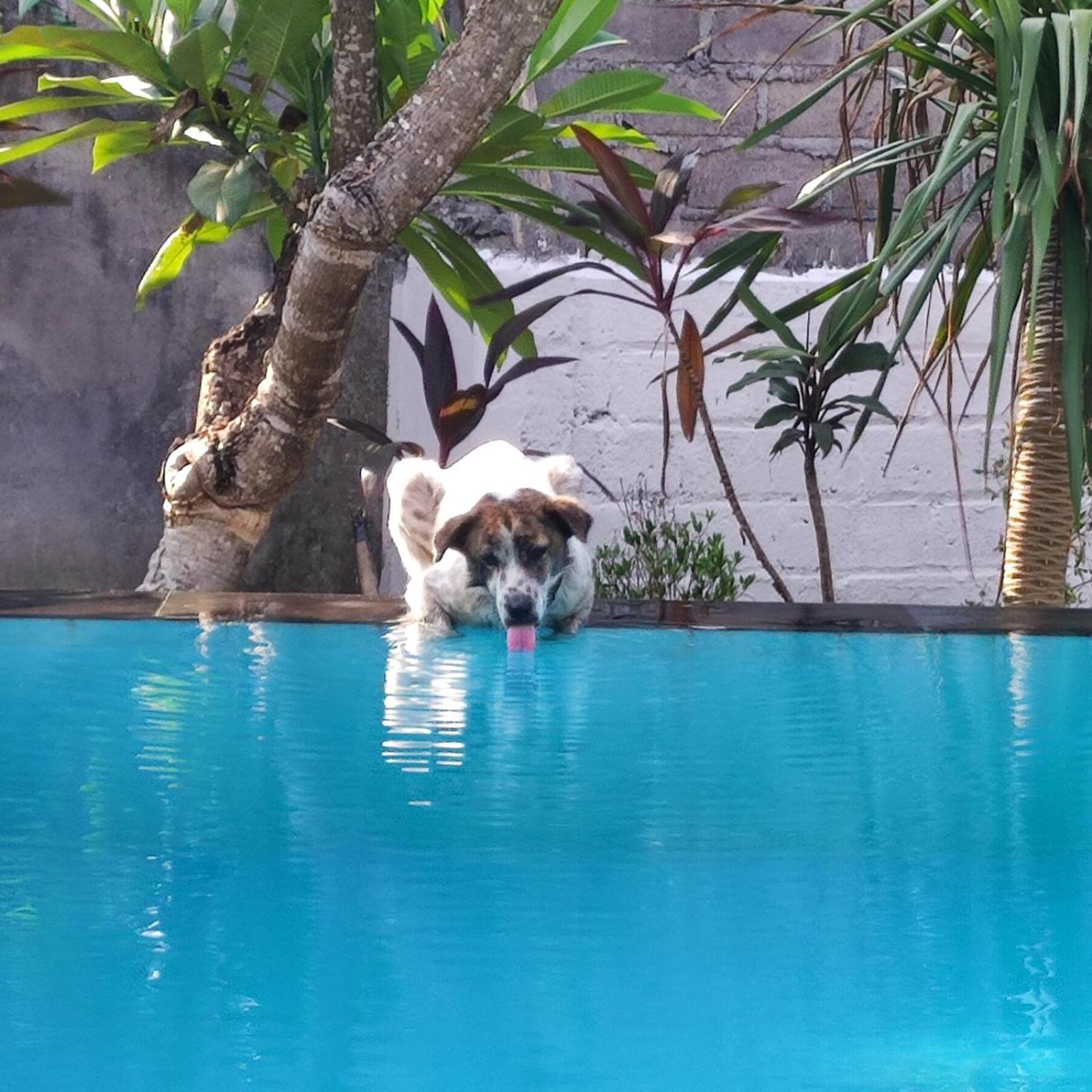 Lovina Villa Amadeus