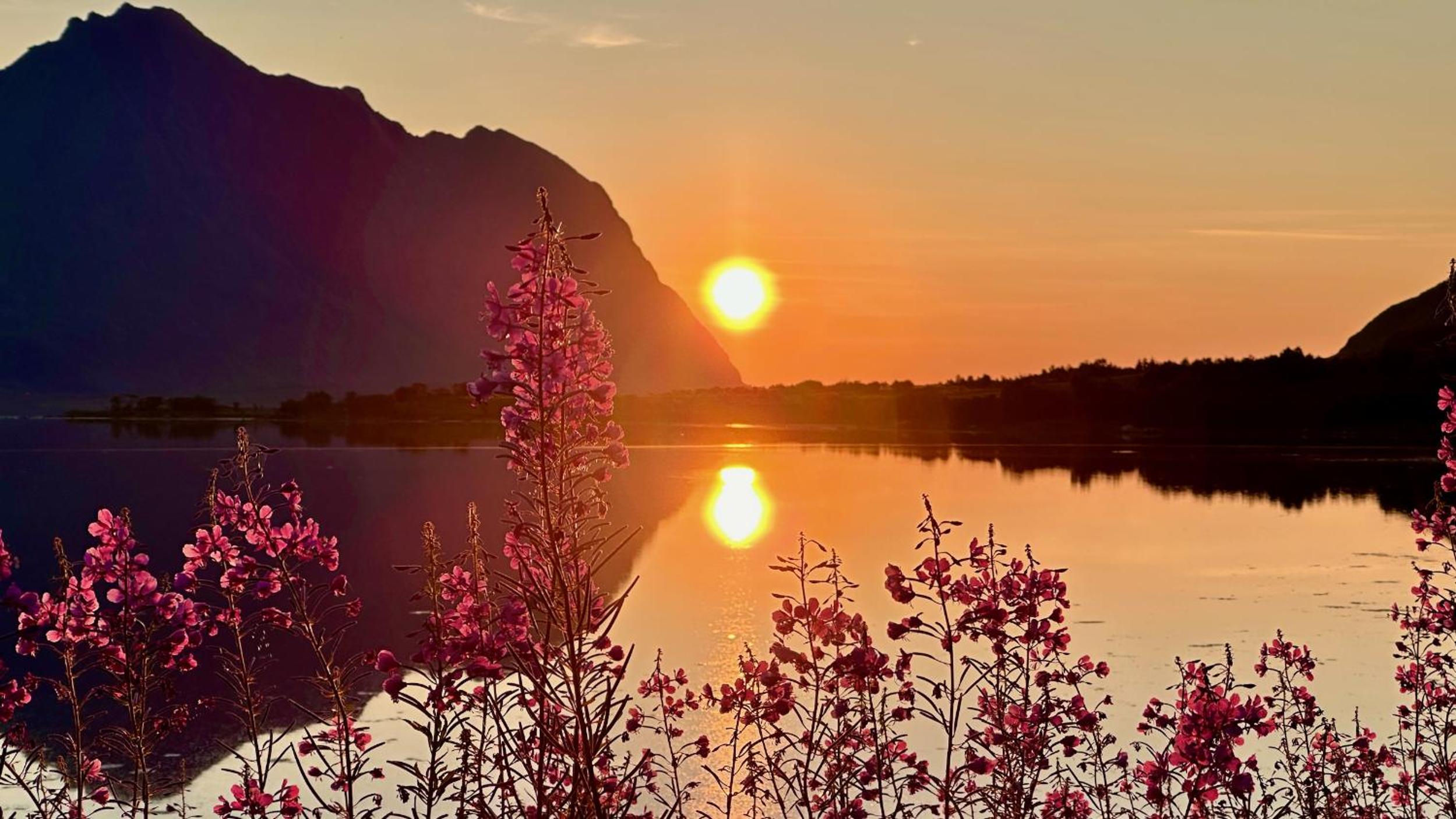 Lofoten Wildlife Panorama view 4