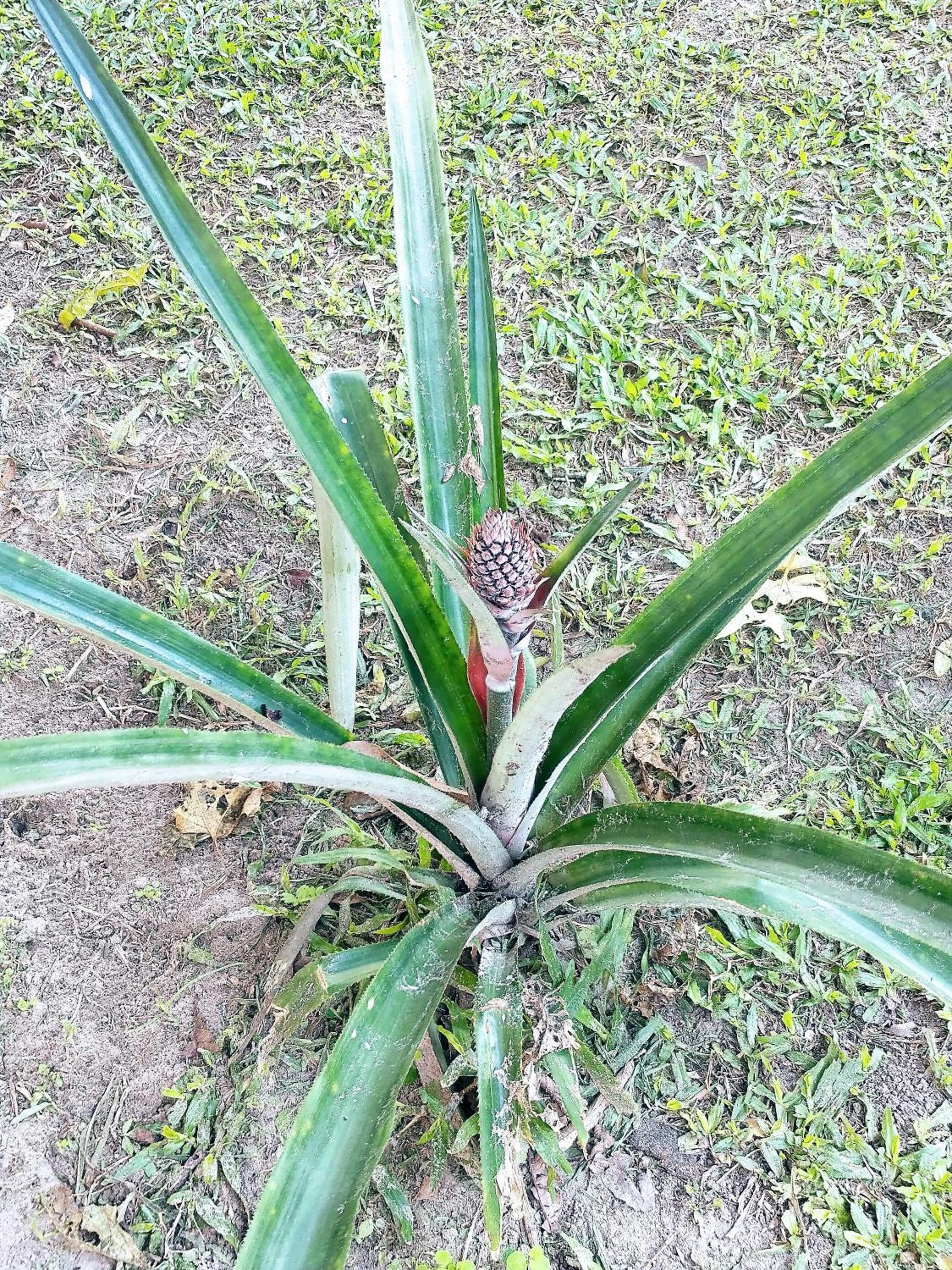 Chácara com piscina em Itanhaém