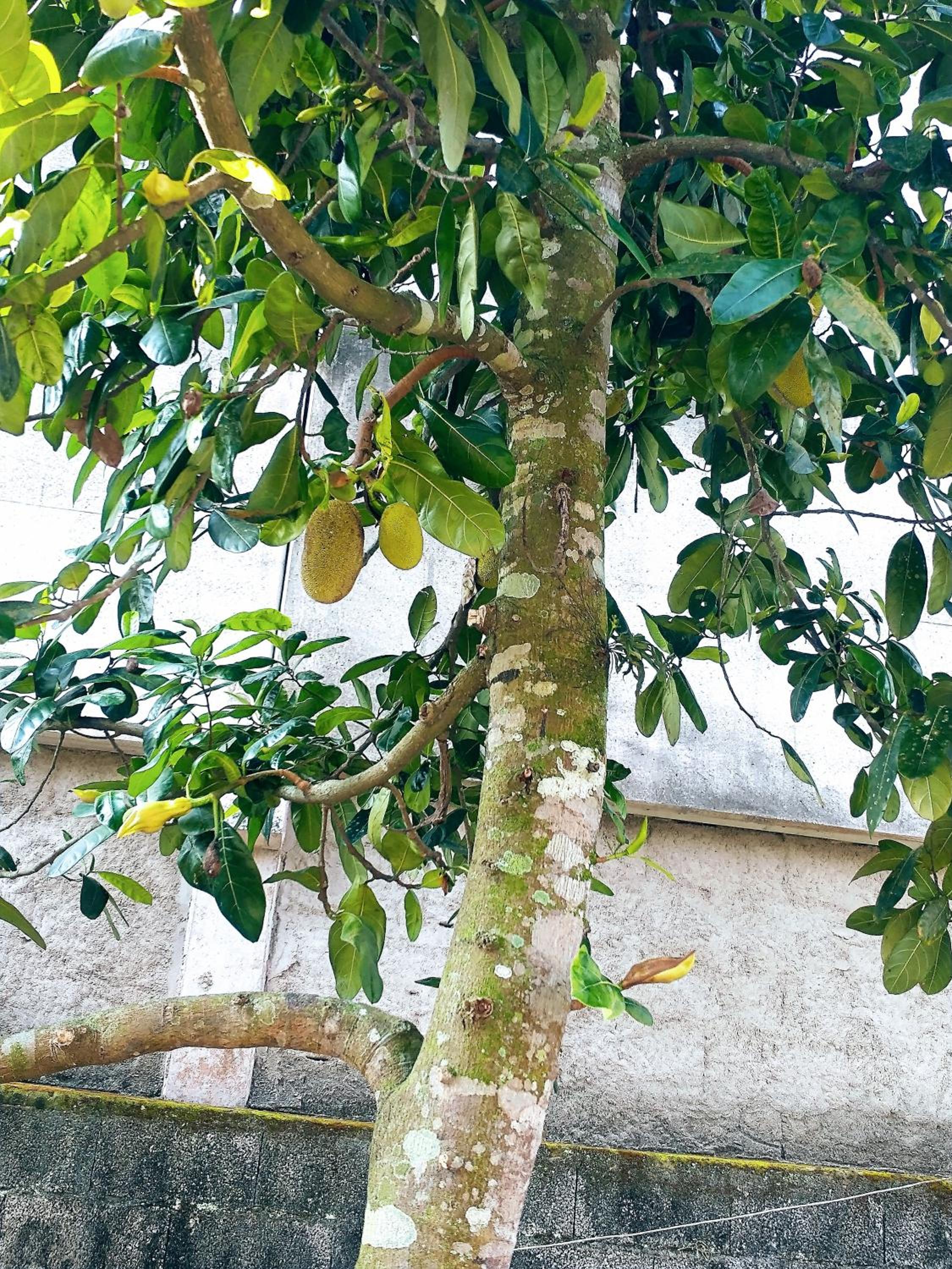 Chácara com piscina em Itanhaém