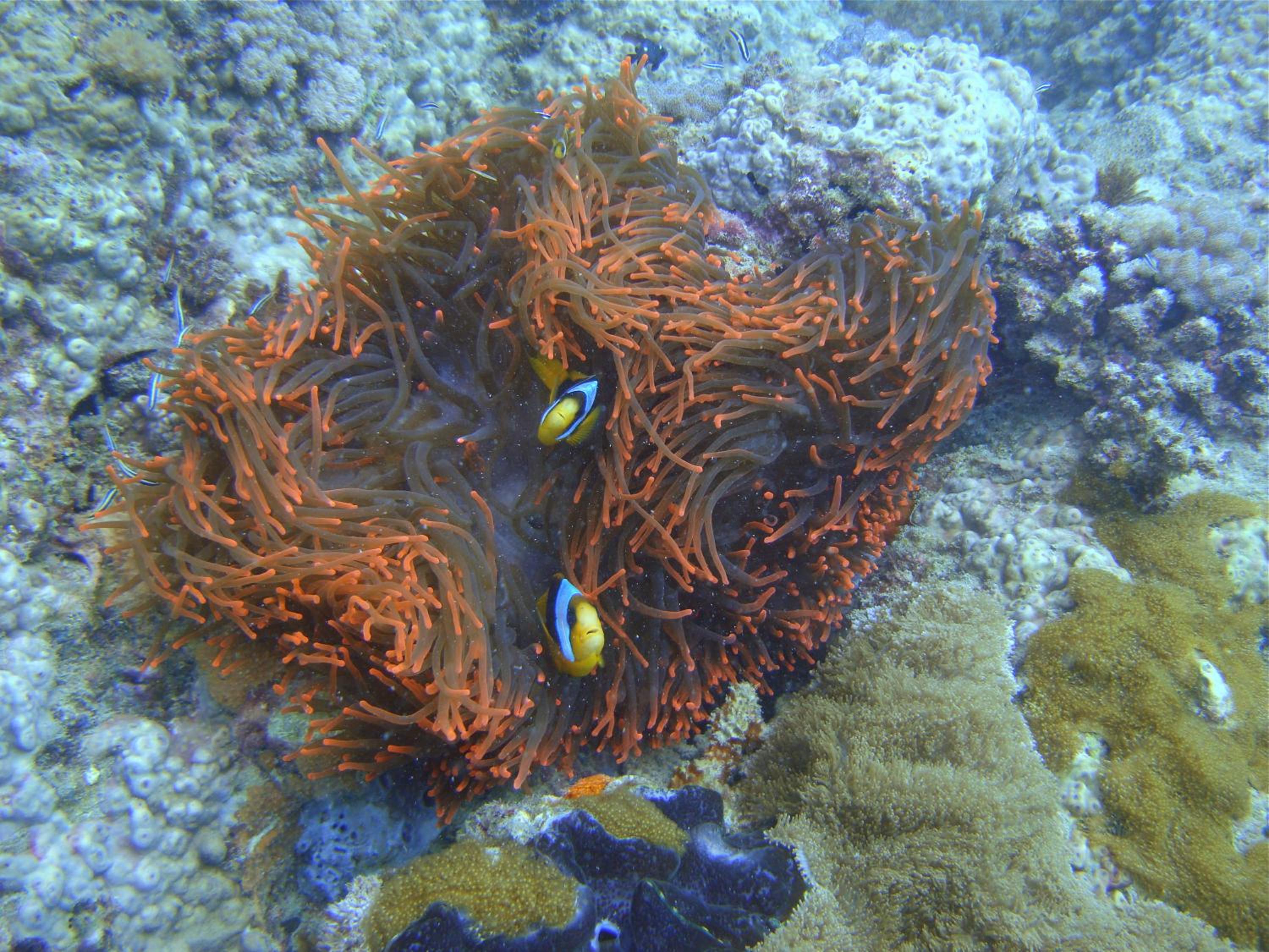 Photo 46