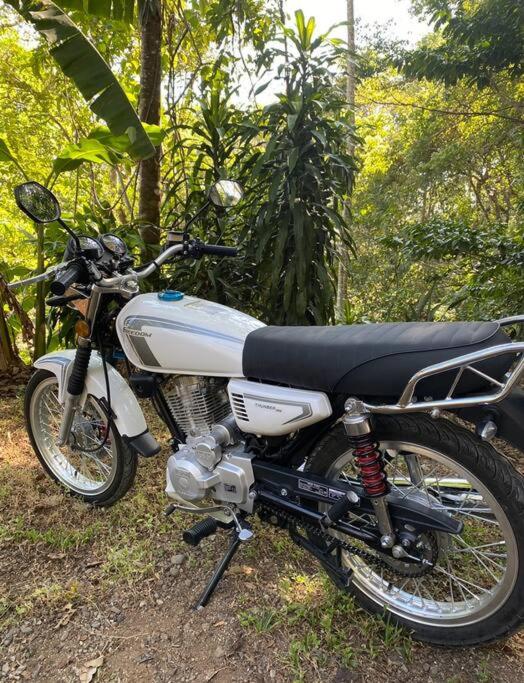 Jungle luxury on a budget Wisdom B&B