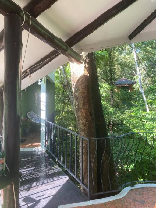 Jungle luxury on a budget Wisdom B&B