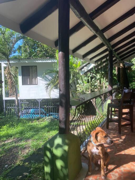 Jungle luxury on a budget Wisdom B&B