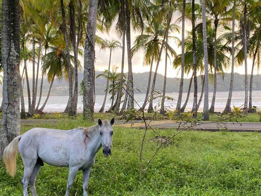 Jungle luxury on a budget Wisdom B&B