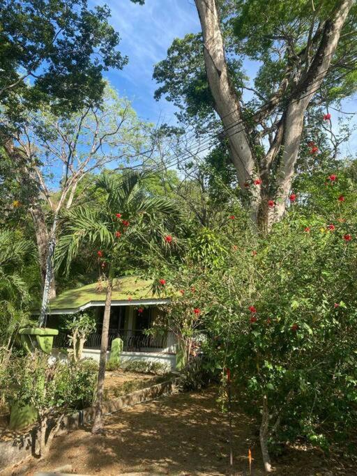 Jungle luxury on a budget Wisdom B&B