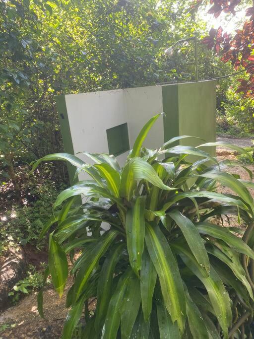 Jungle luxury on a budget Wisdom B&B