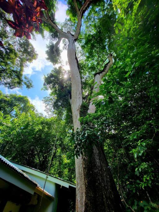 Jungle luxury on a budget Wisdom B&B