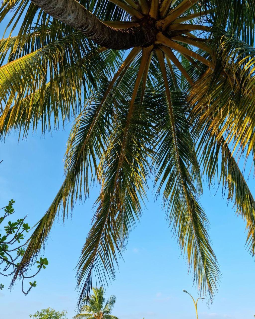 Dhaankolhu Rasdhoo view 3