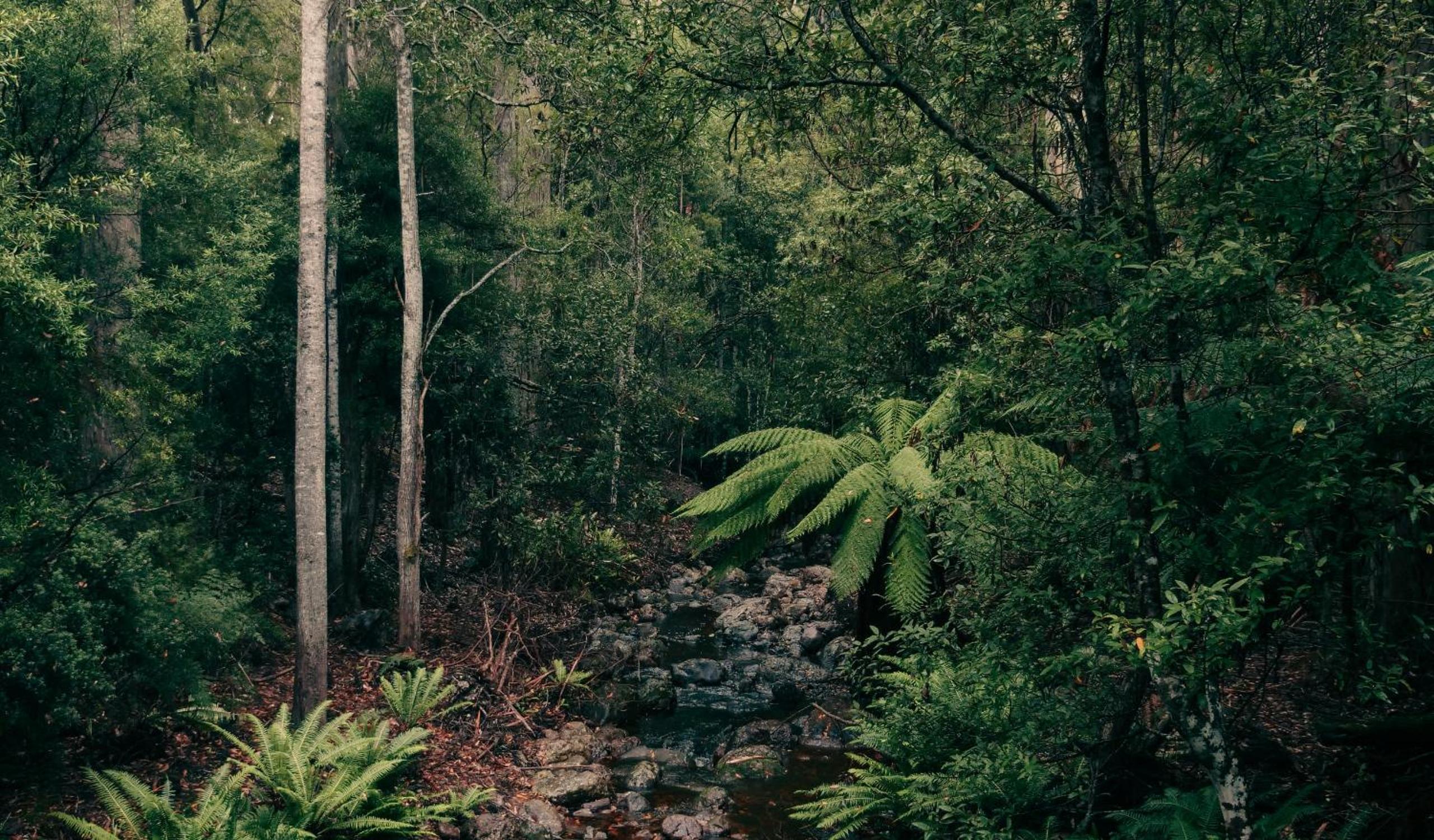 Wilder Tasmania