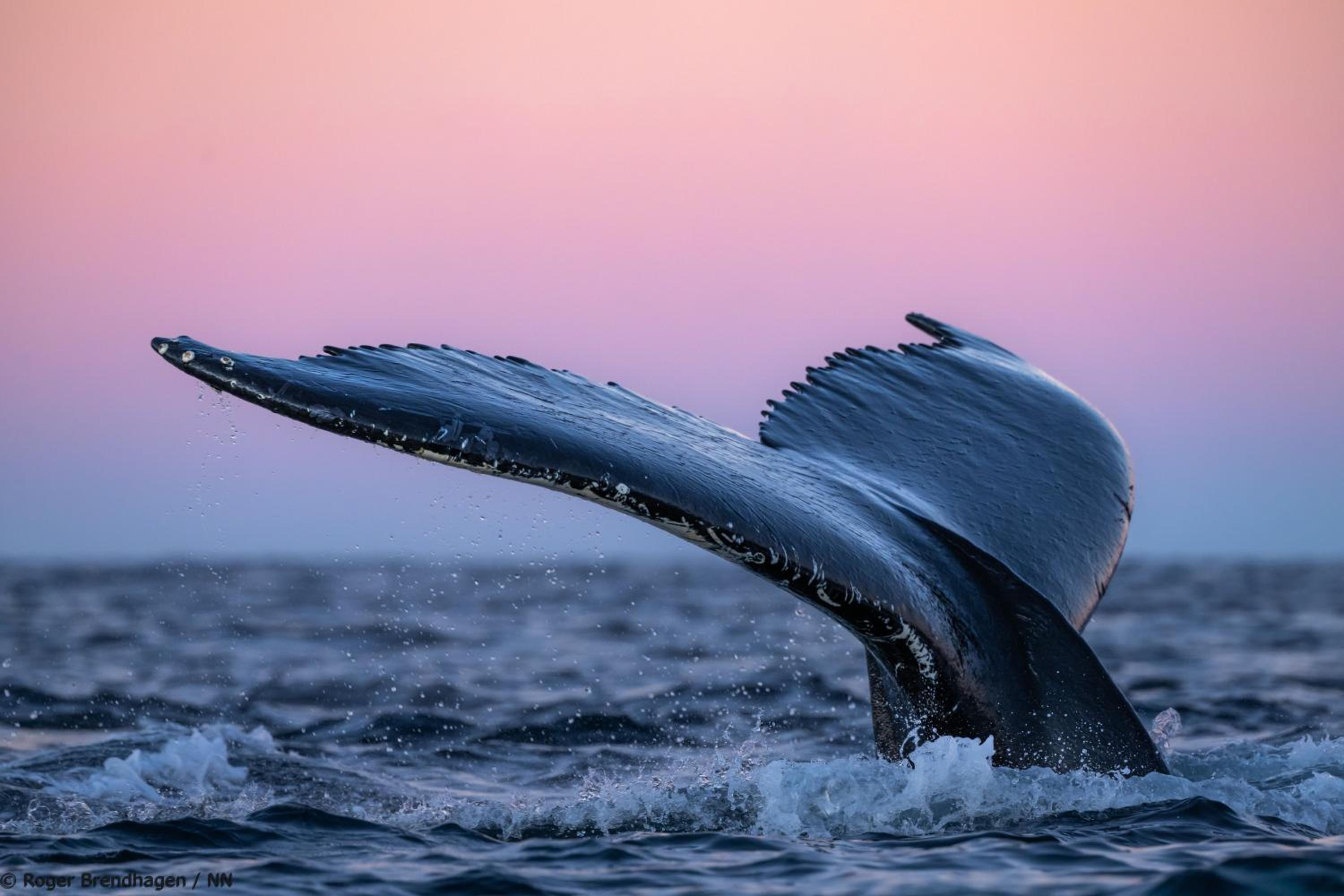 24hrs Northern Lights & Whale Watching Cruise view 5