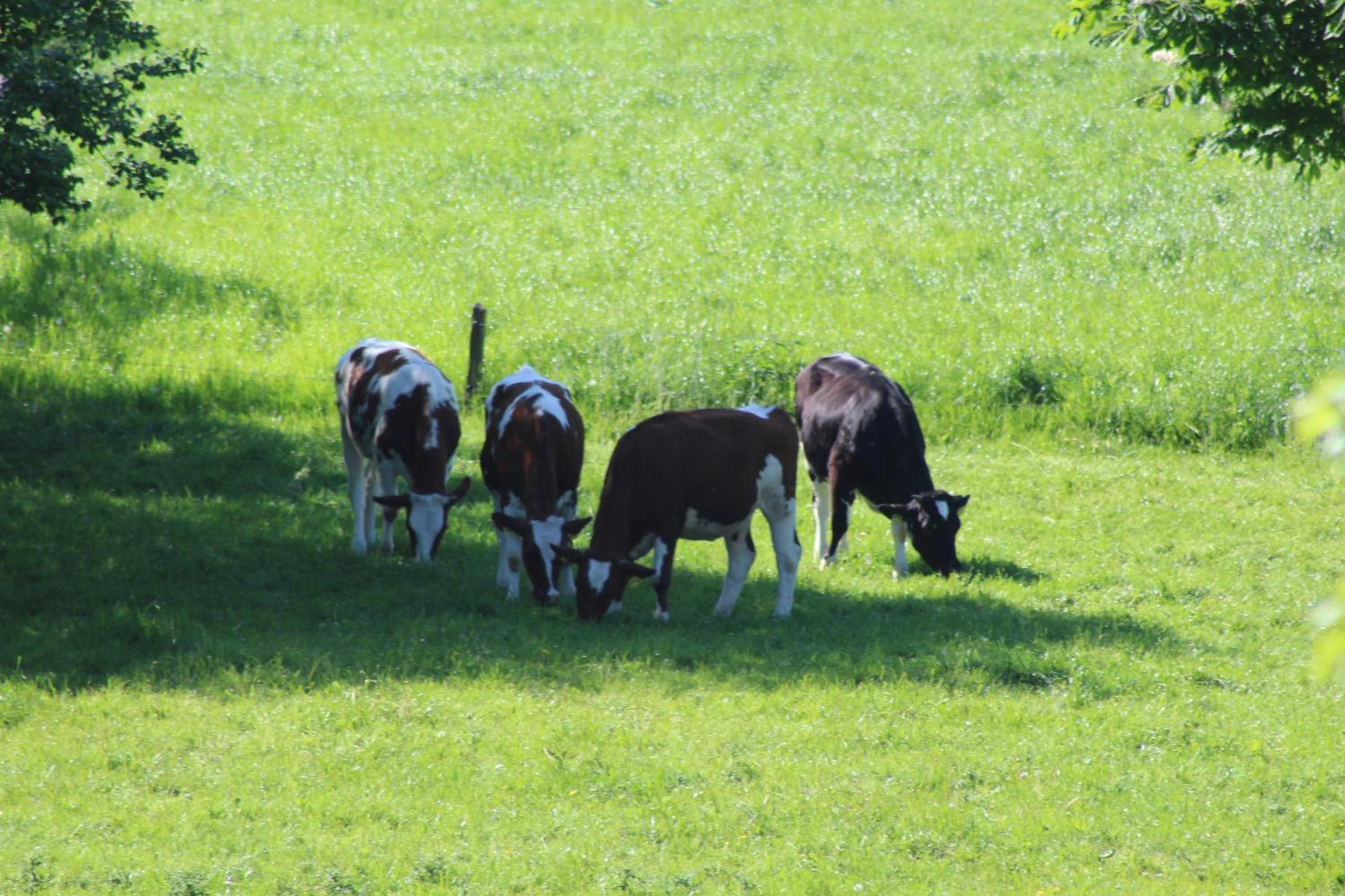 Ferienwohnungen in Neufeld