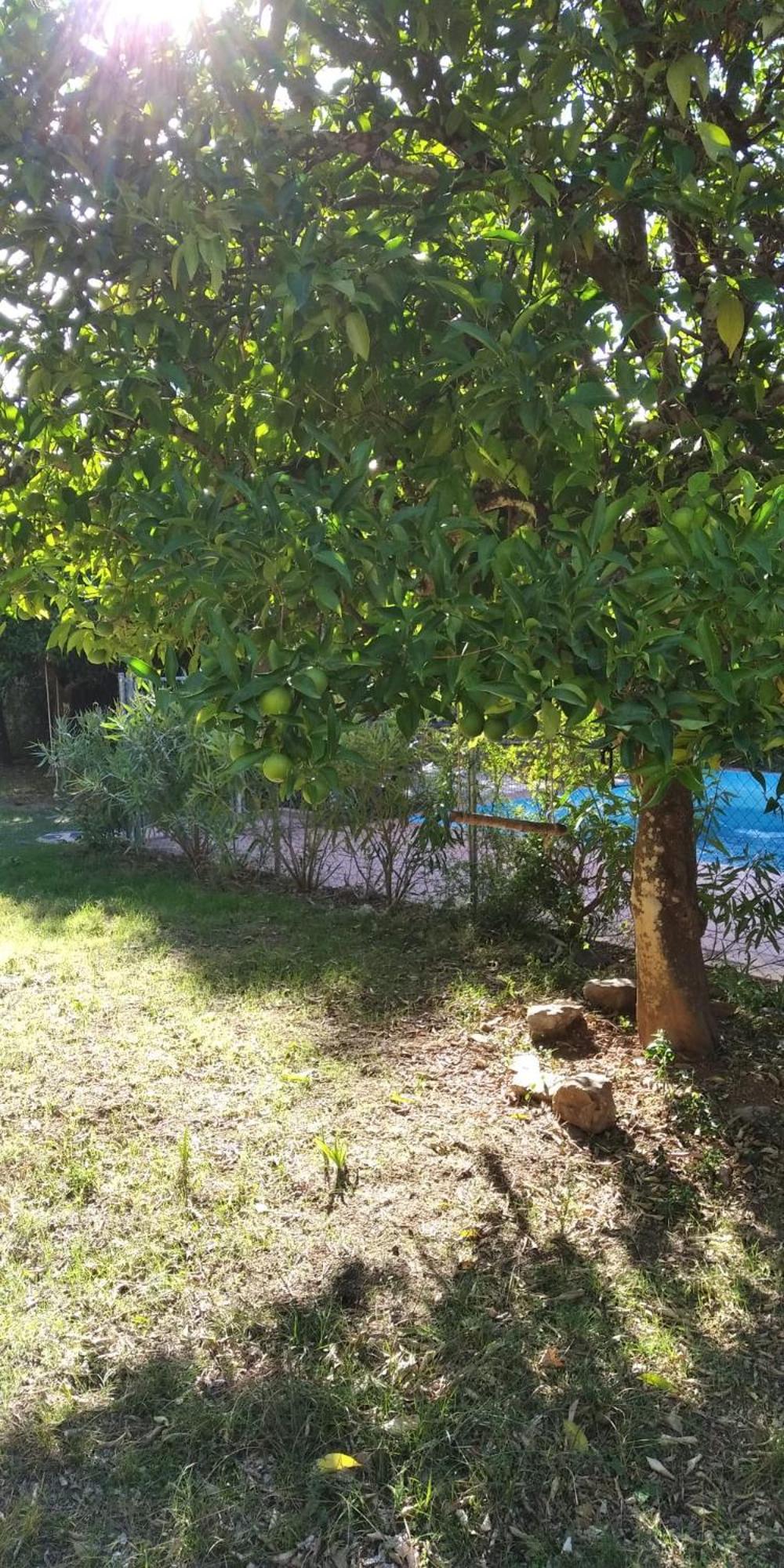 Huerta Rocio