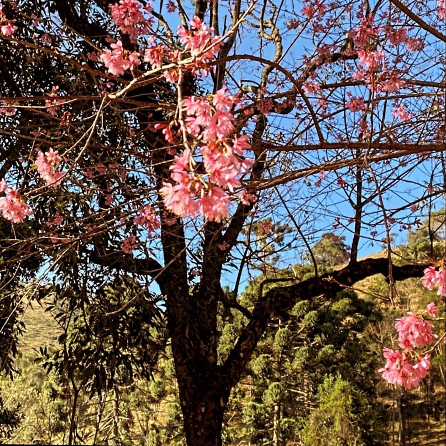 Chalé beija flor