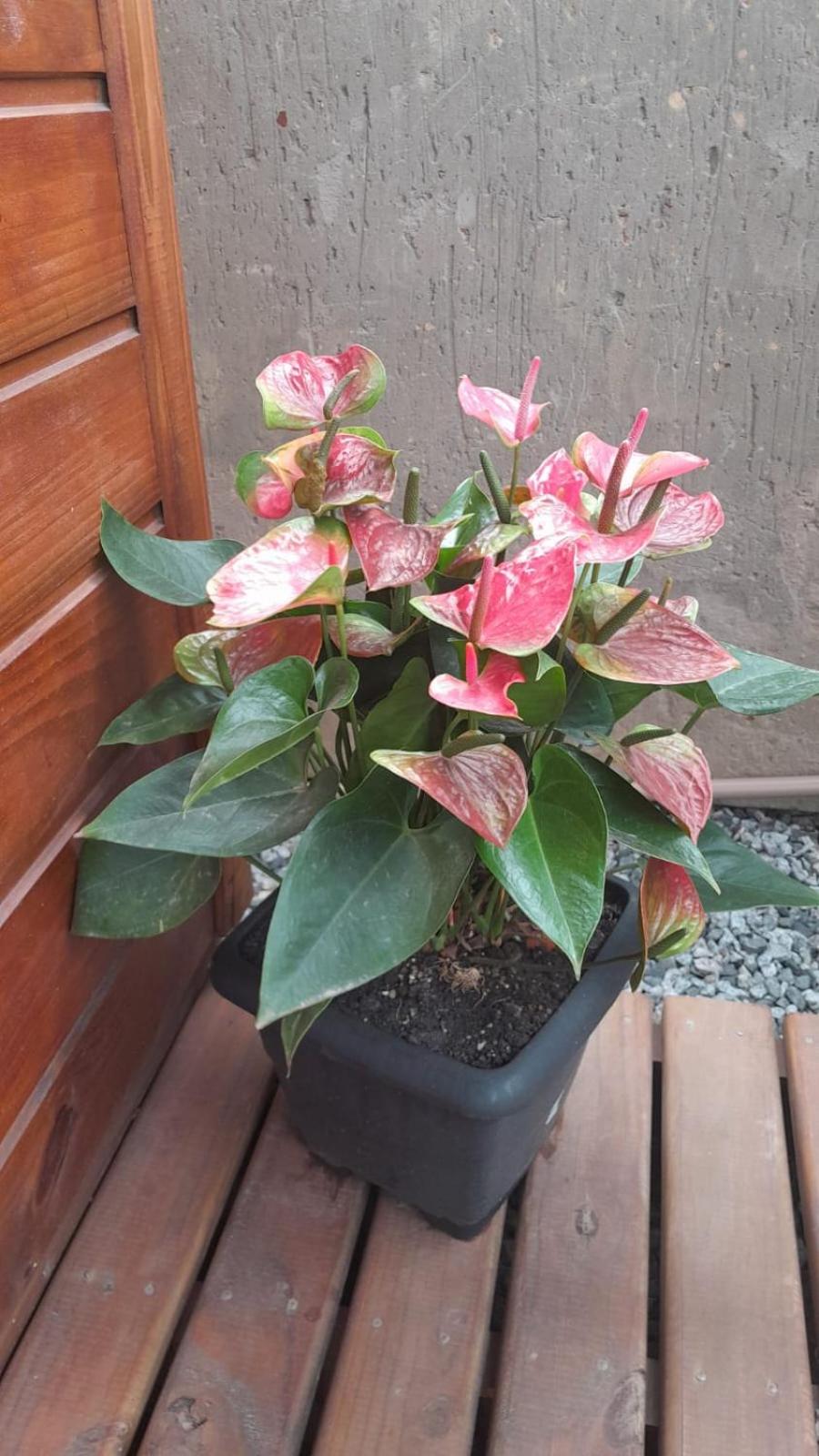 Casinha Zen em Floripa