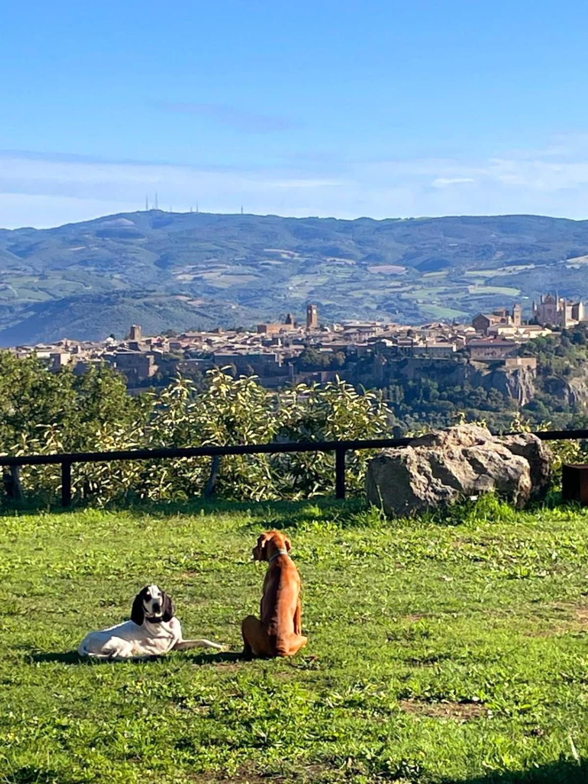 Agriturismo Affaccio su Orvieto