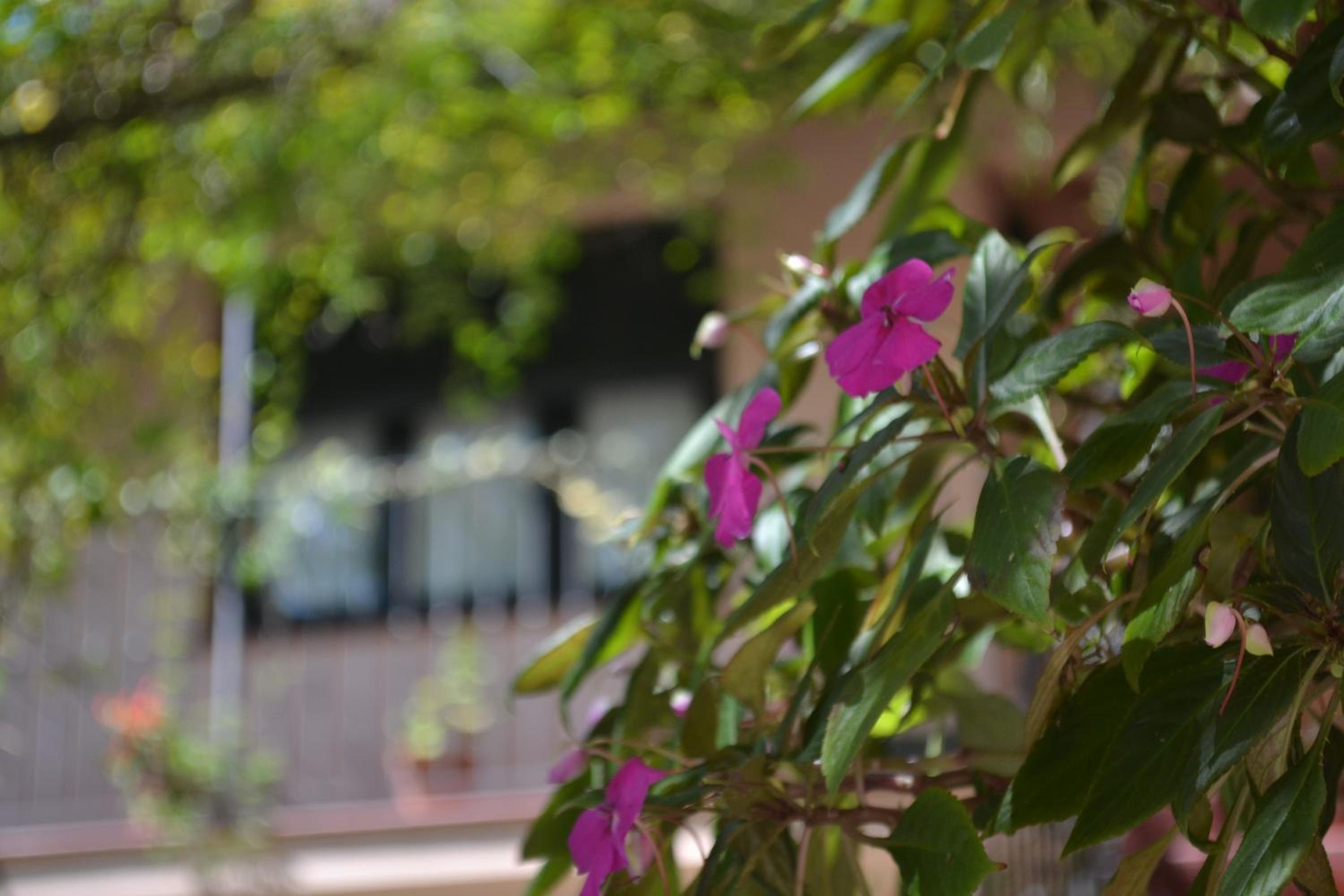 Posada de la Flor