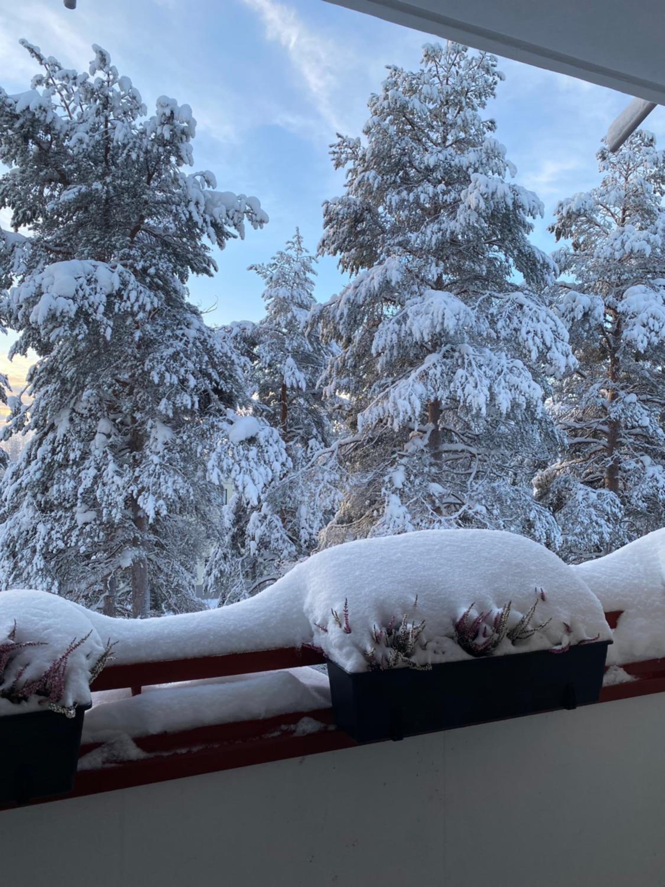 Magic Winter Forest Apartment