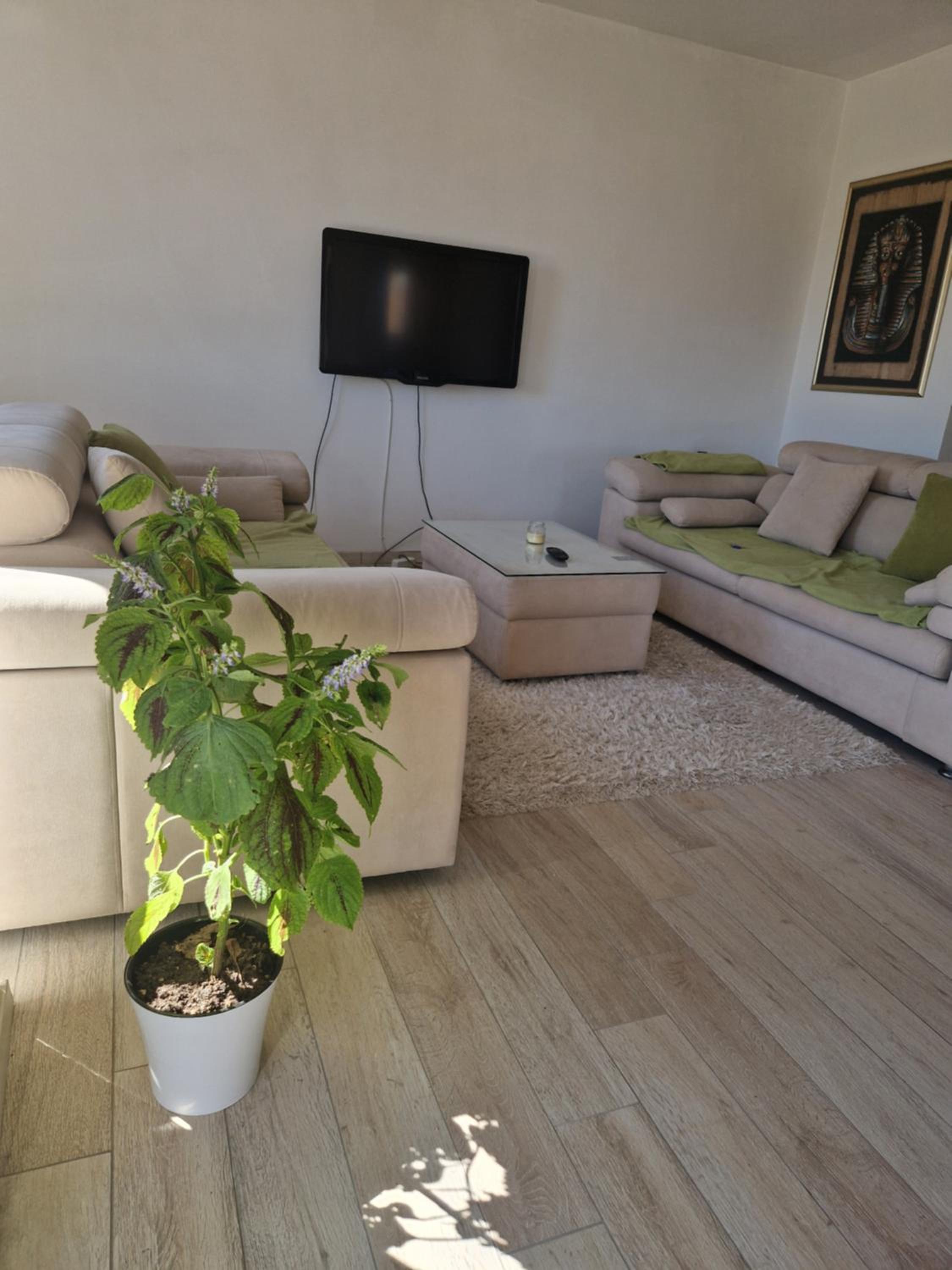Rasadnik Apartment view 3