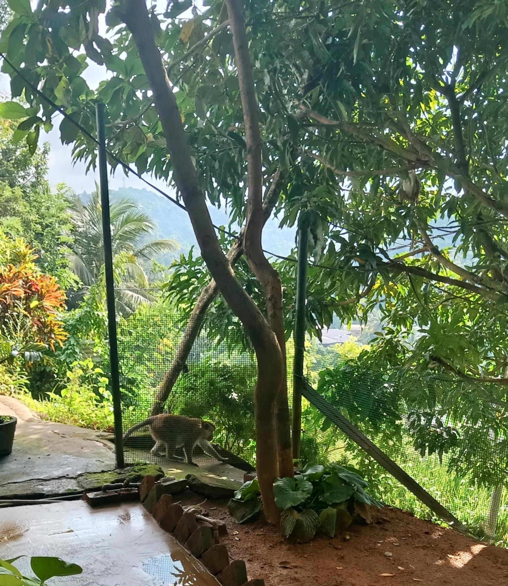 Fly Infinity - Home Stay Kandy view 3
