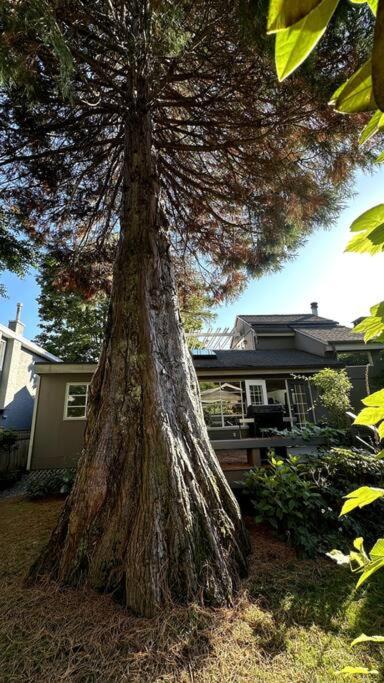 Sequoia House