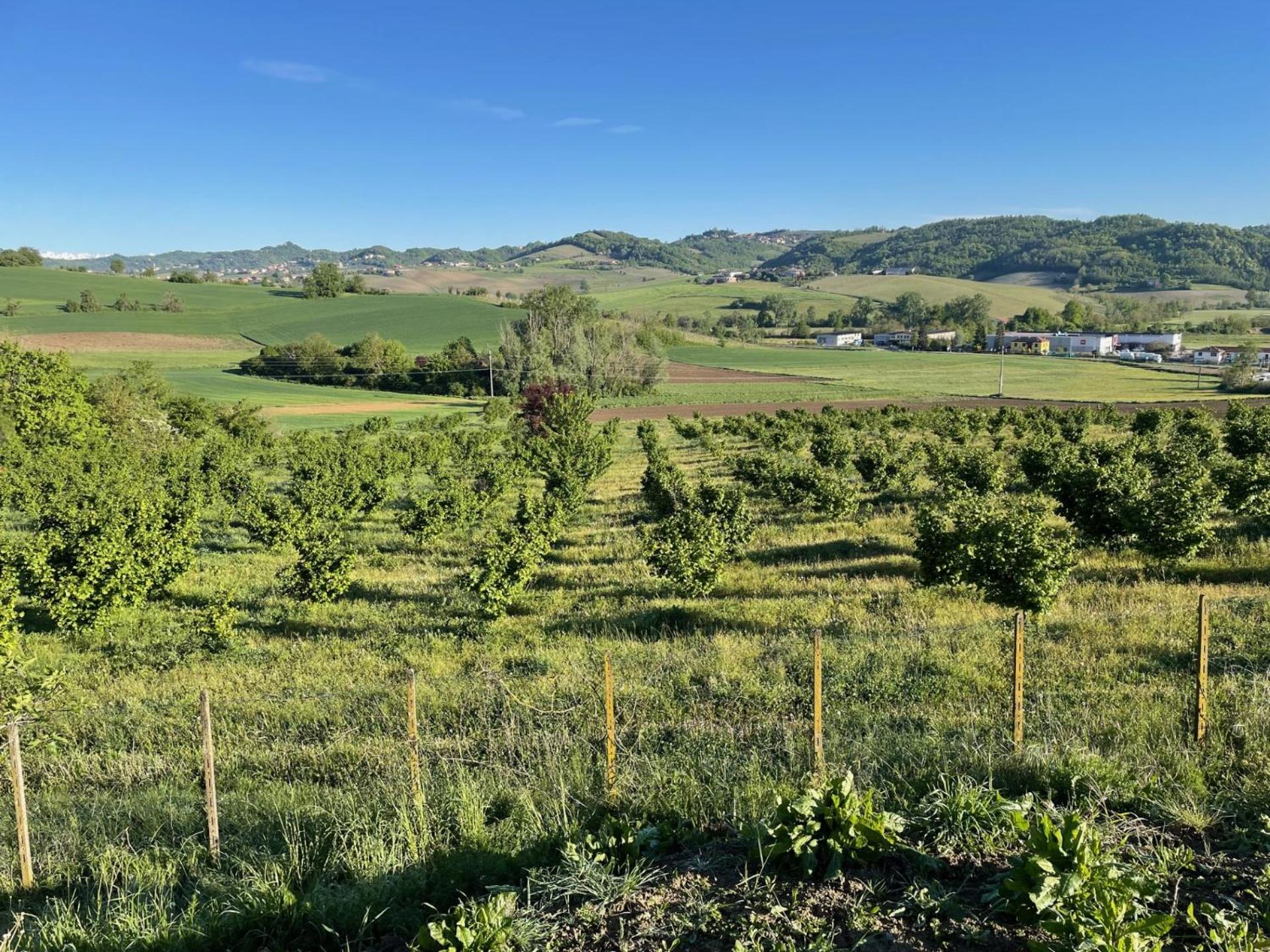 Acero Rosso view 5