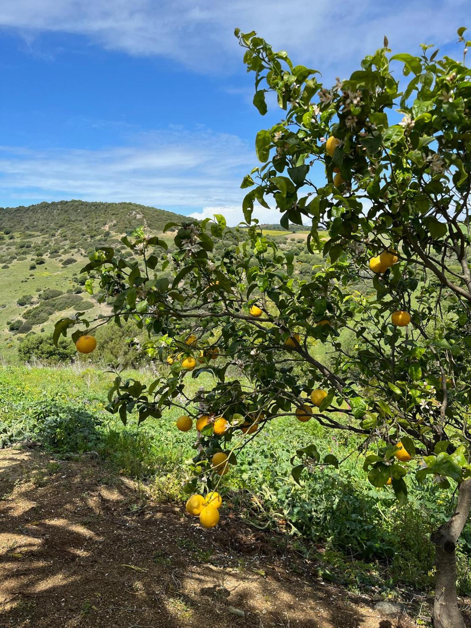 Photo 44
