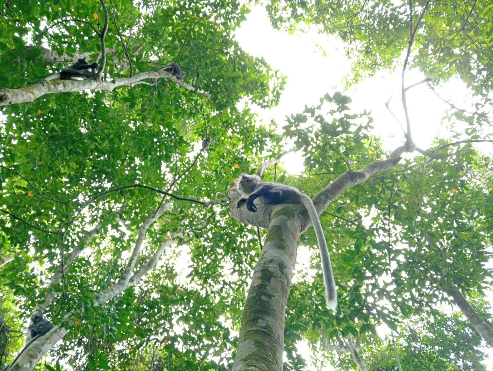 Bukit Lawang Backpacker JungleTrekking Only Booking with us view 3