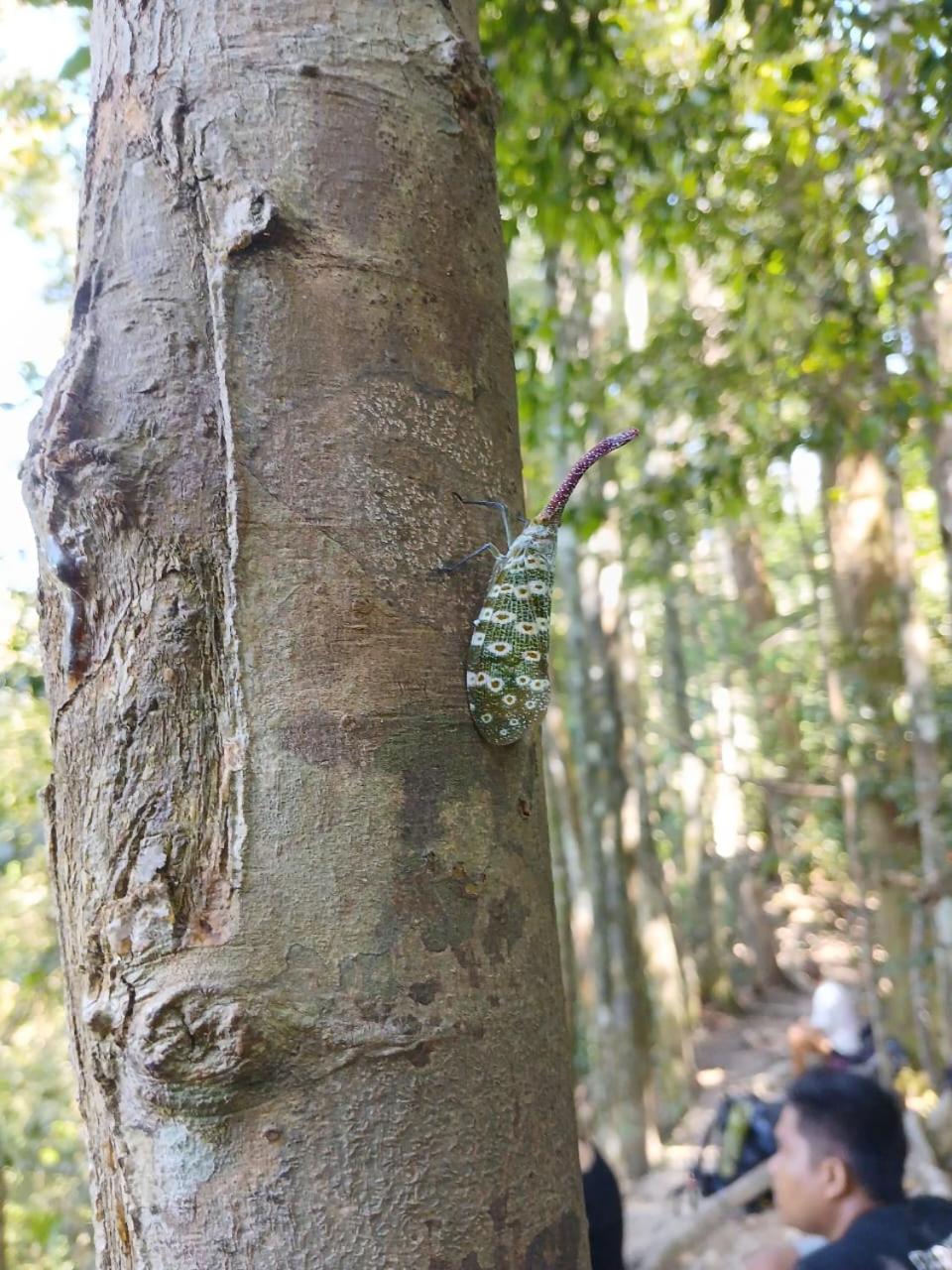Bukit Lawang Backpacker JungleTrekking Only Booking with us view 2