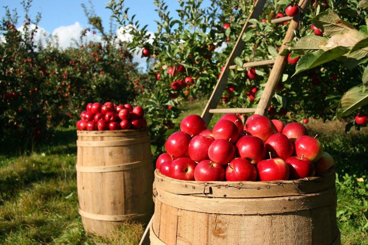 Applepips