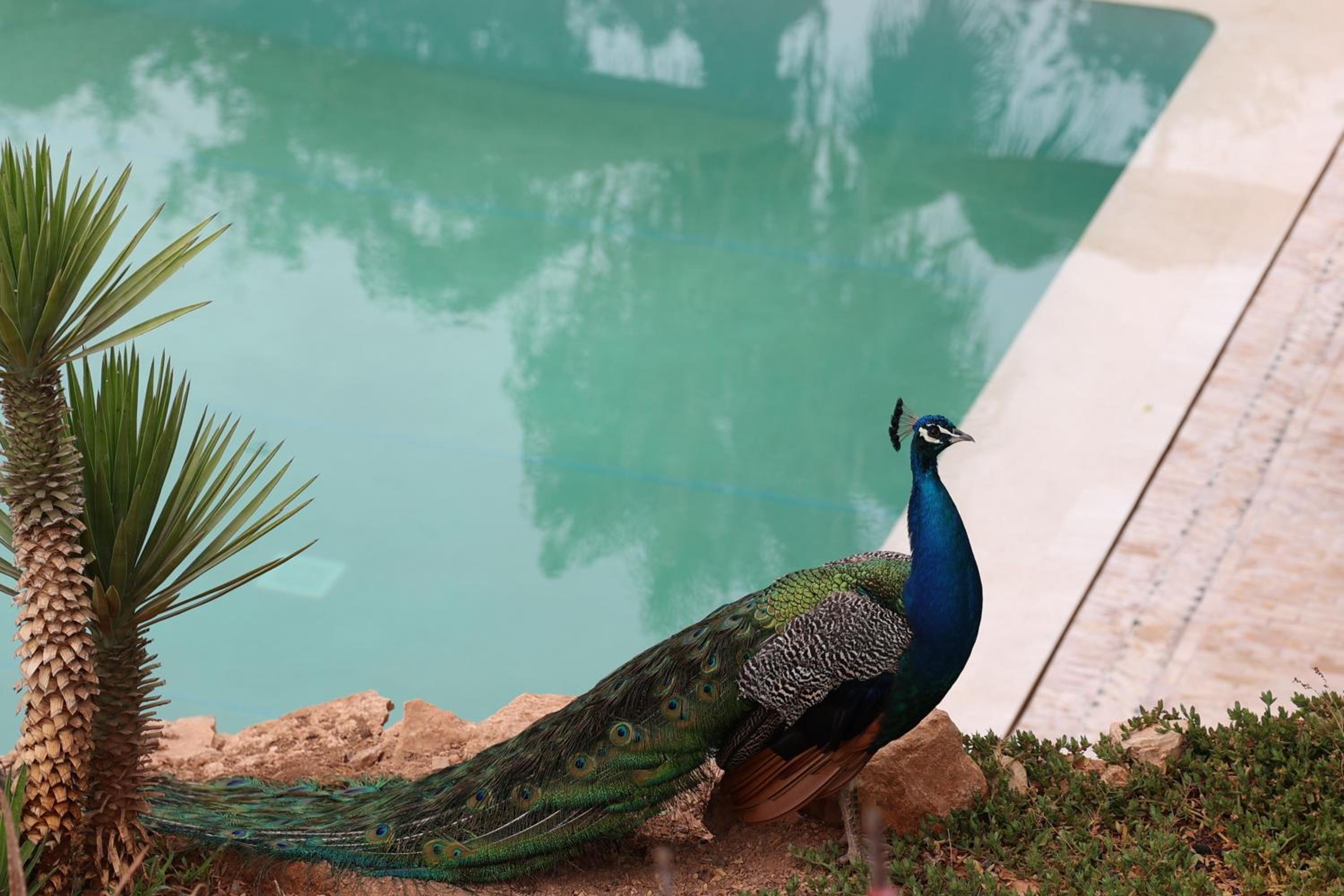 Paradis Nomade