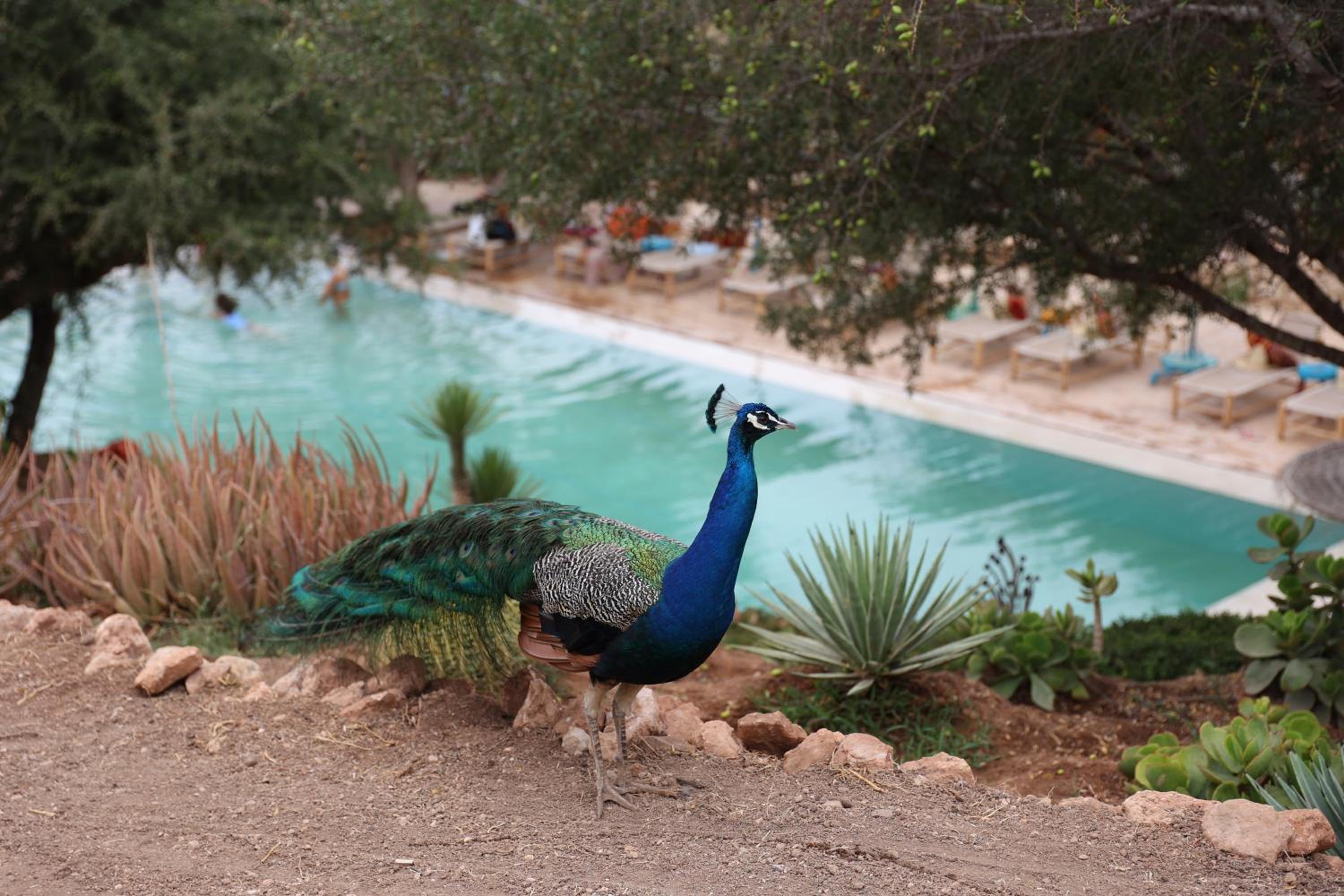 Paradis Nomade