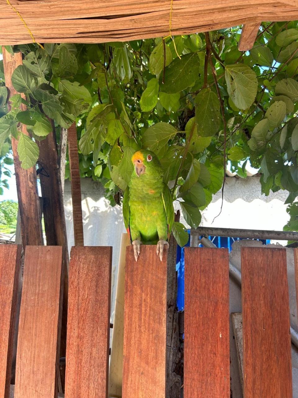 Tierra de agua Palomino