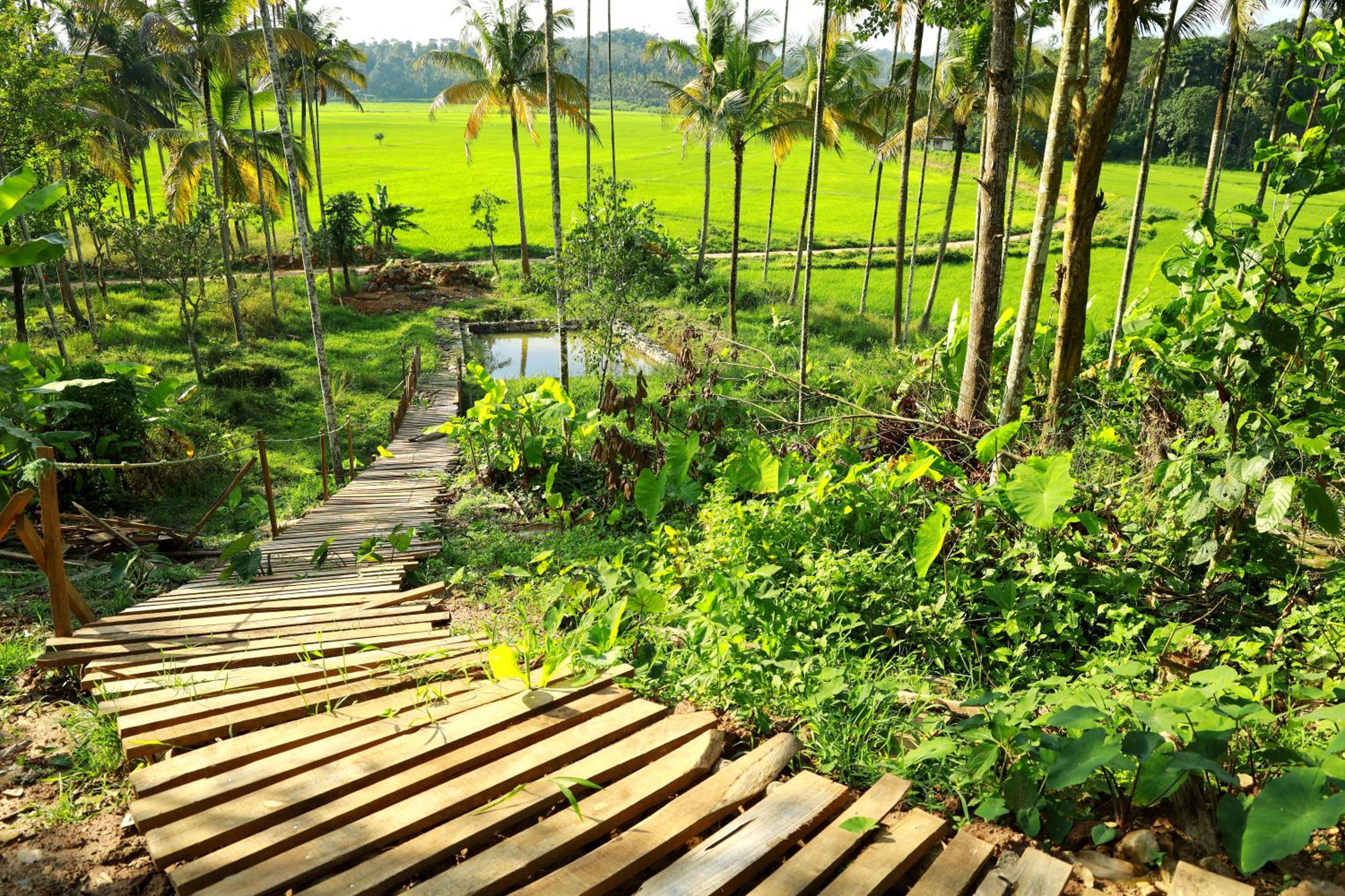 Paddy View Homestay view 5