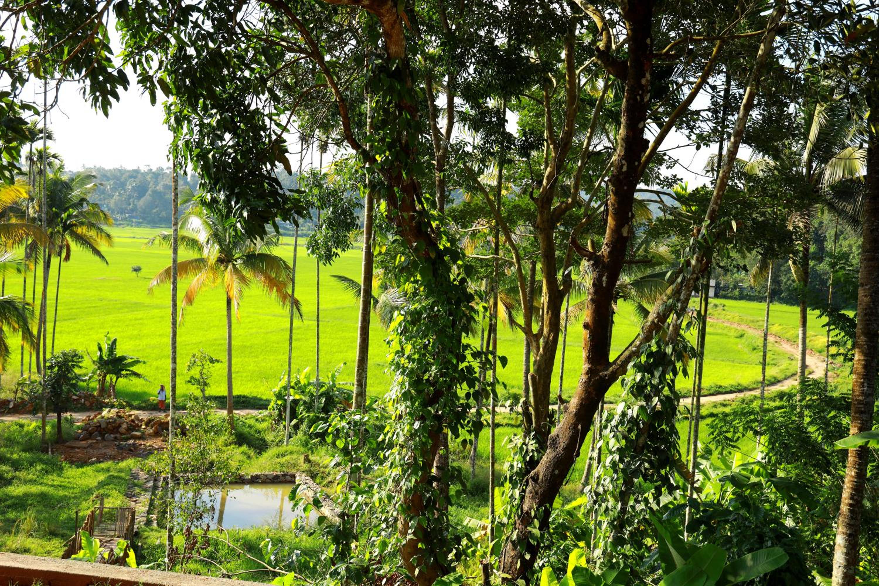 Paddy View Homestay view 3