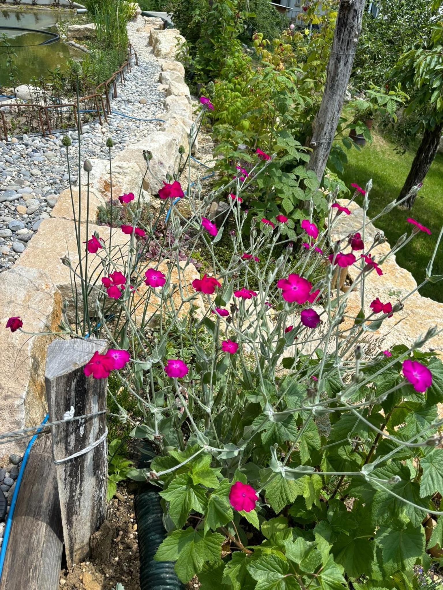 Chez Svanette B&B Villa Sonnglück