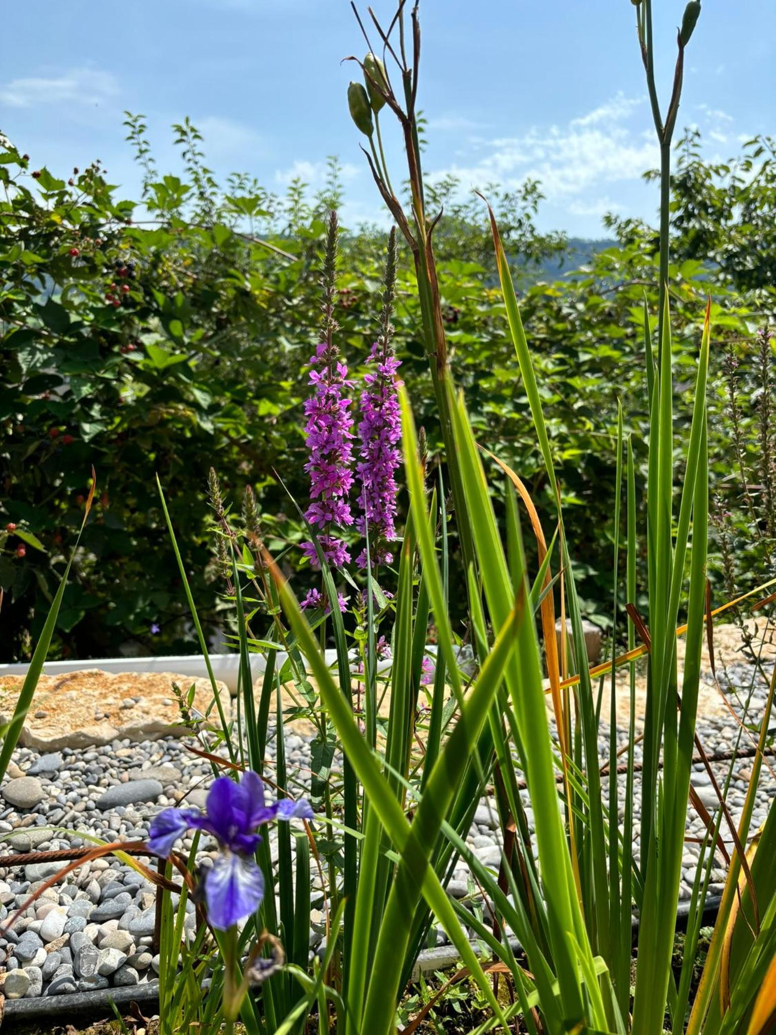 Chez Svanette B&B Villa Sonnglück