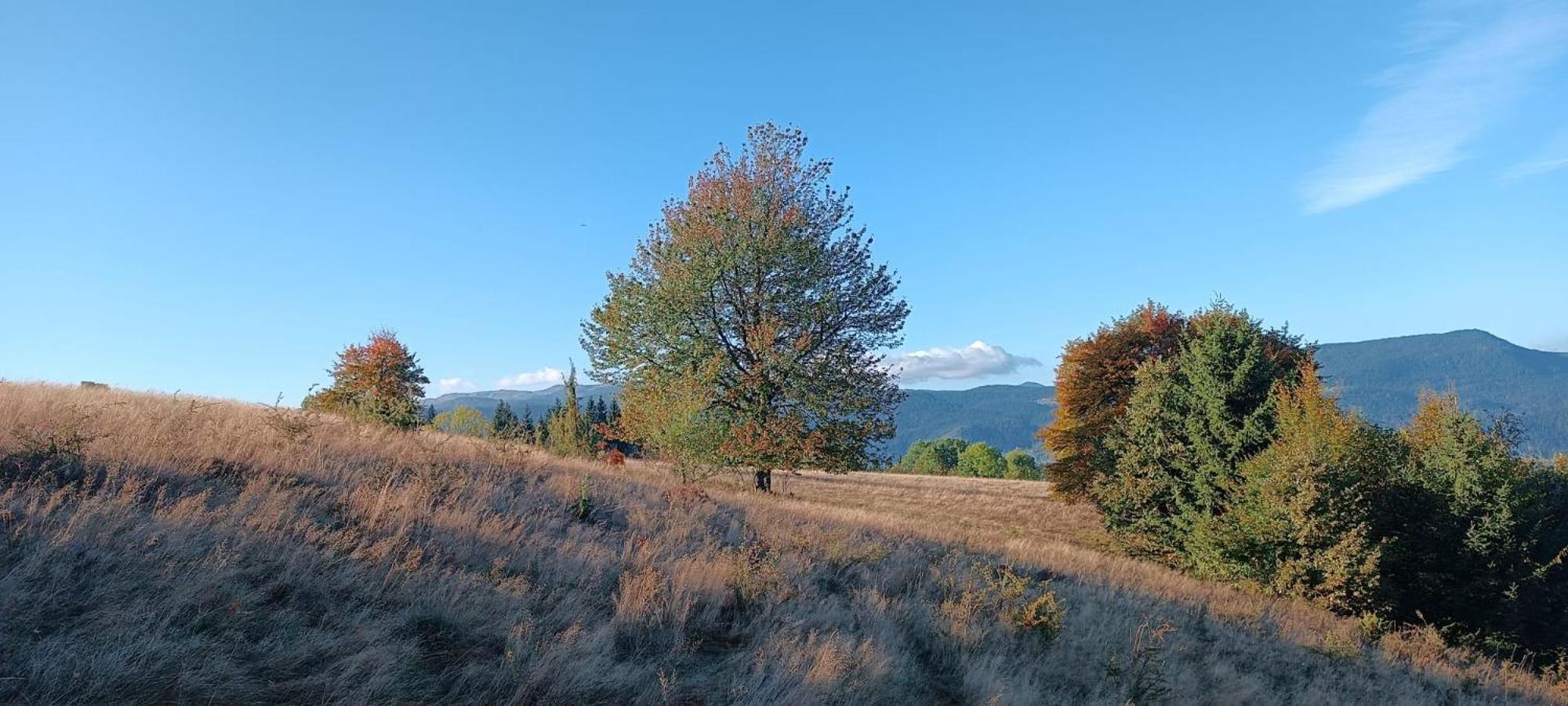 Zlatni Hrast