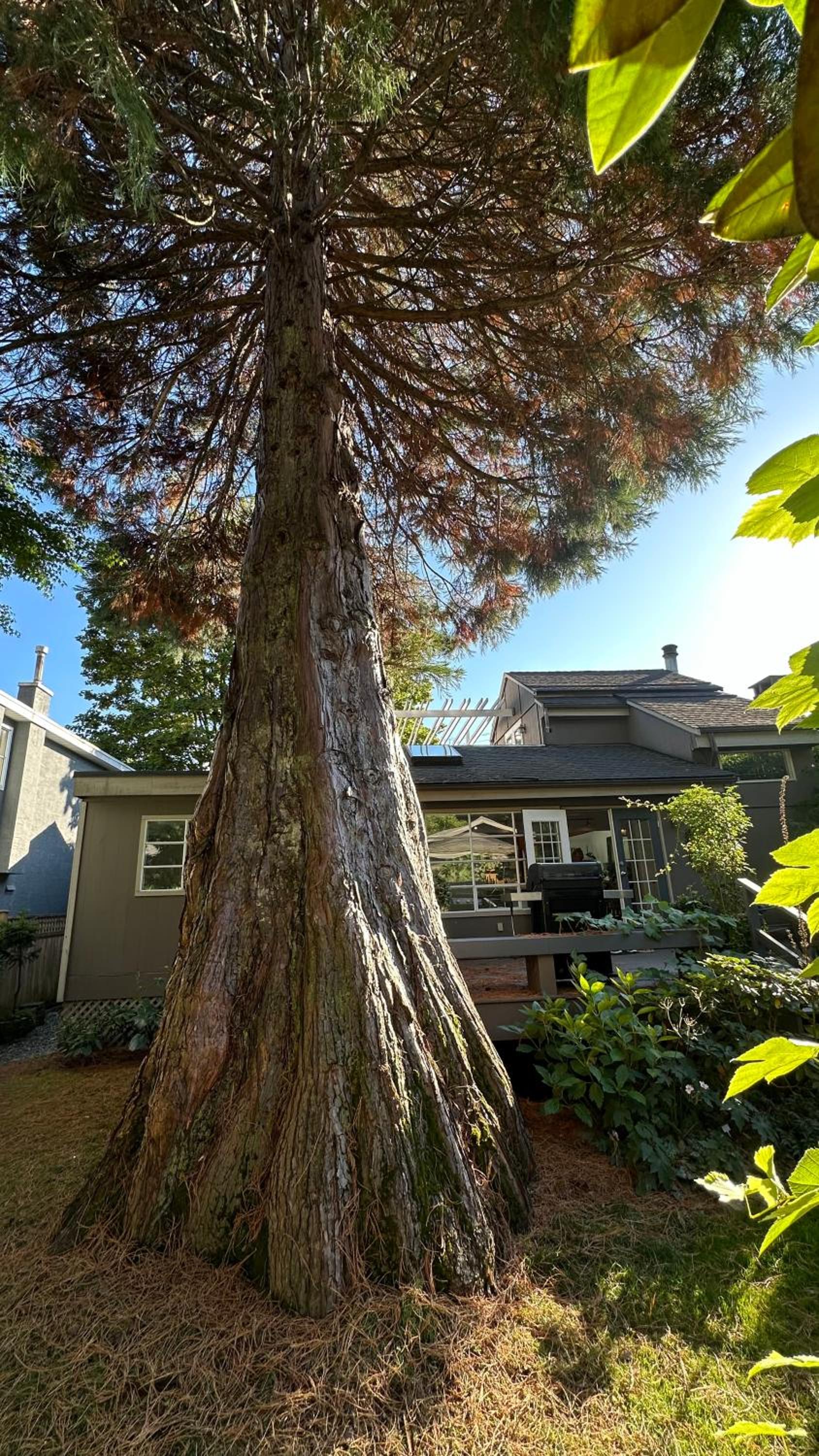 Sequoia House