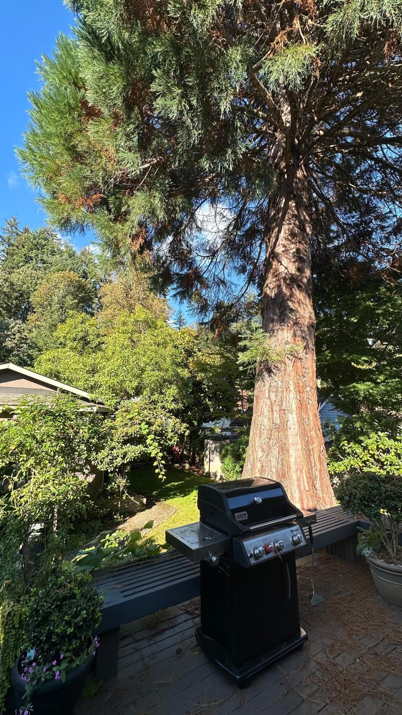 Sequoia House