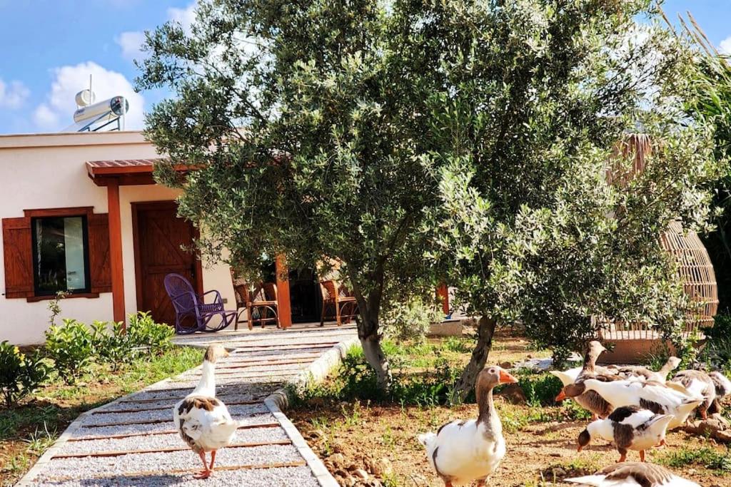 Lux in nature ekolia bodrum view 5