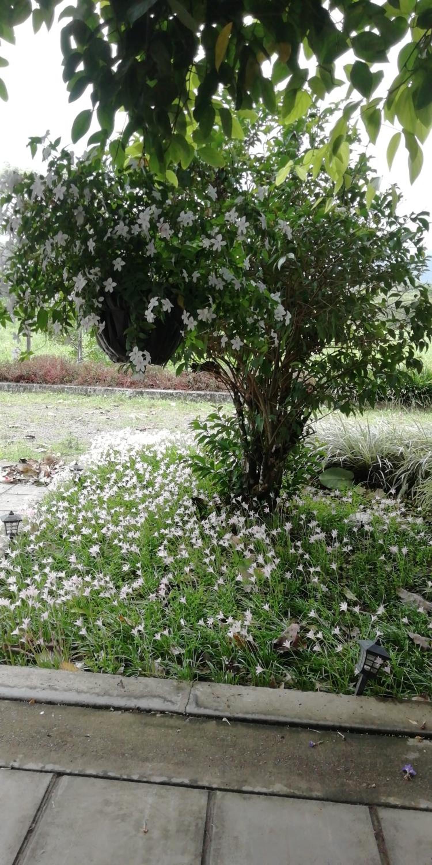 Finca San Pedro