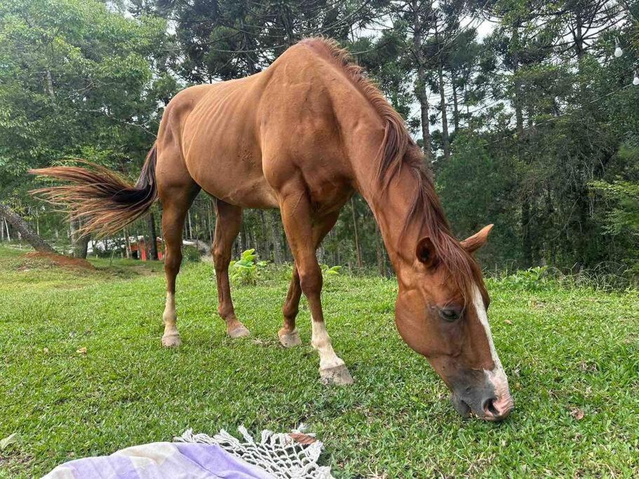 Chalé Romantico a 20km de Curitiba com banheira